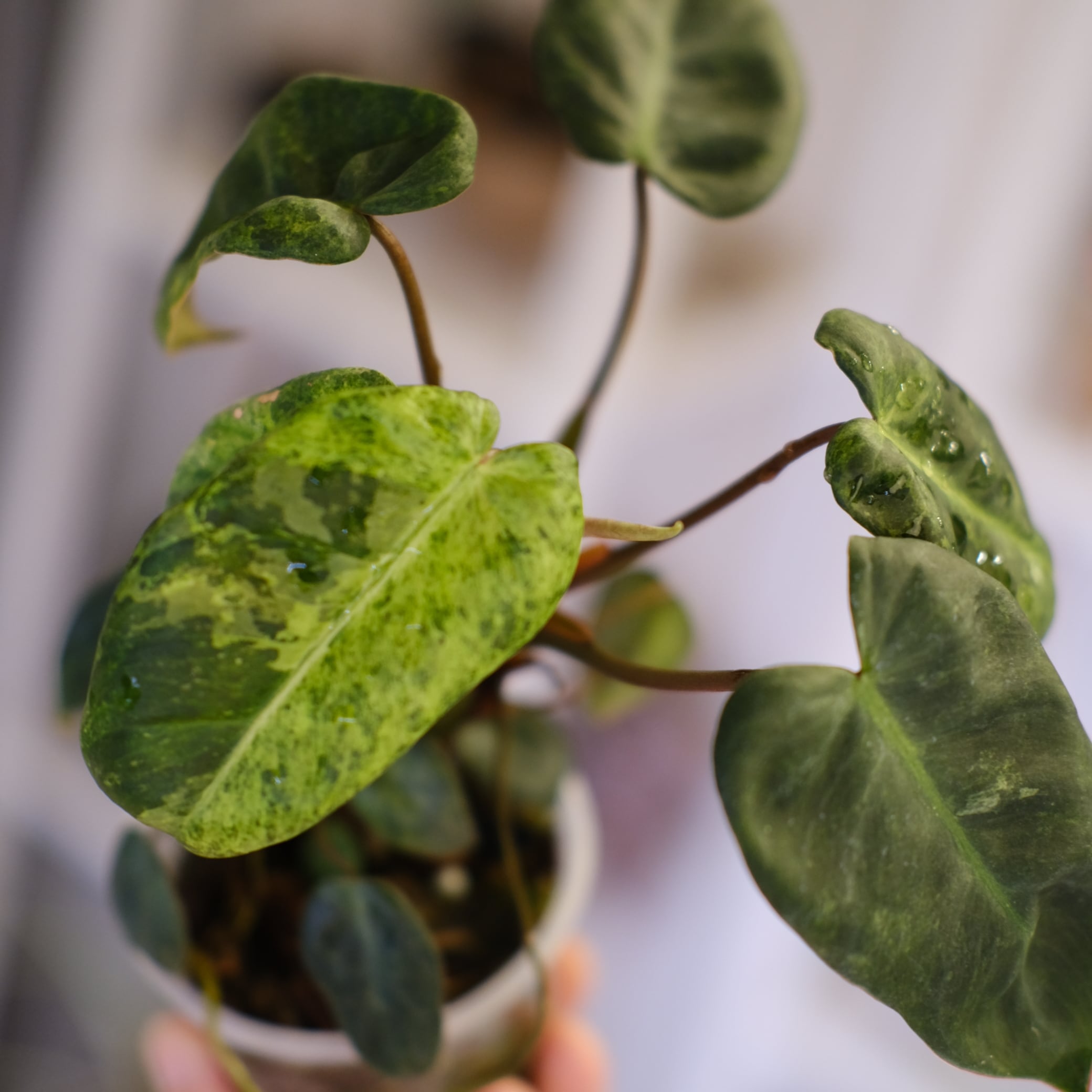 フィロデンドロン / Philodendron | tokyoplants (トーキョープランツ