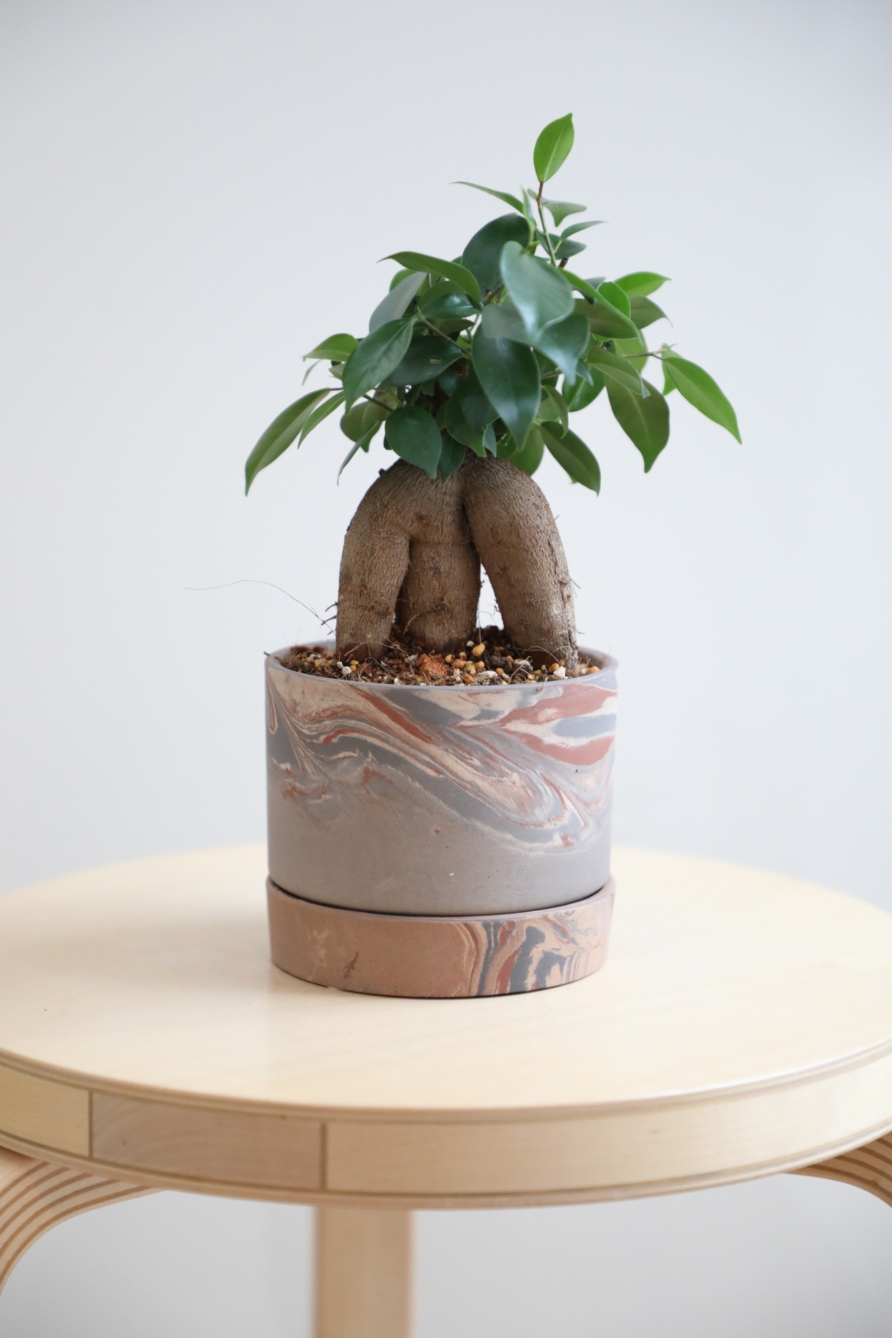 【S】ガジュマル/Ficus microcarpa
