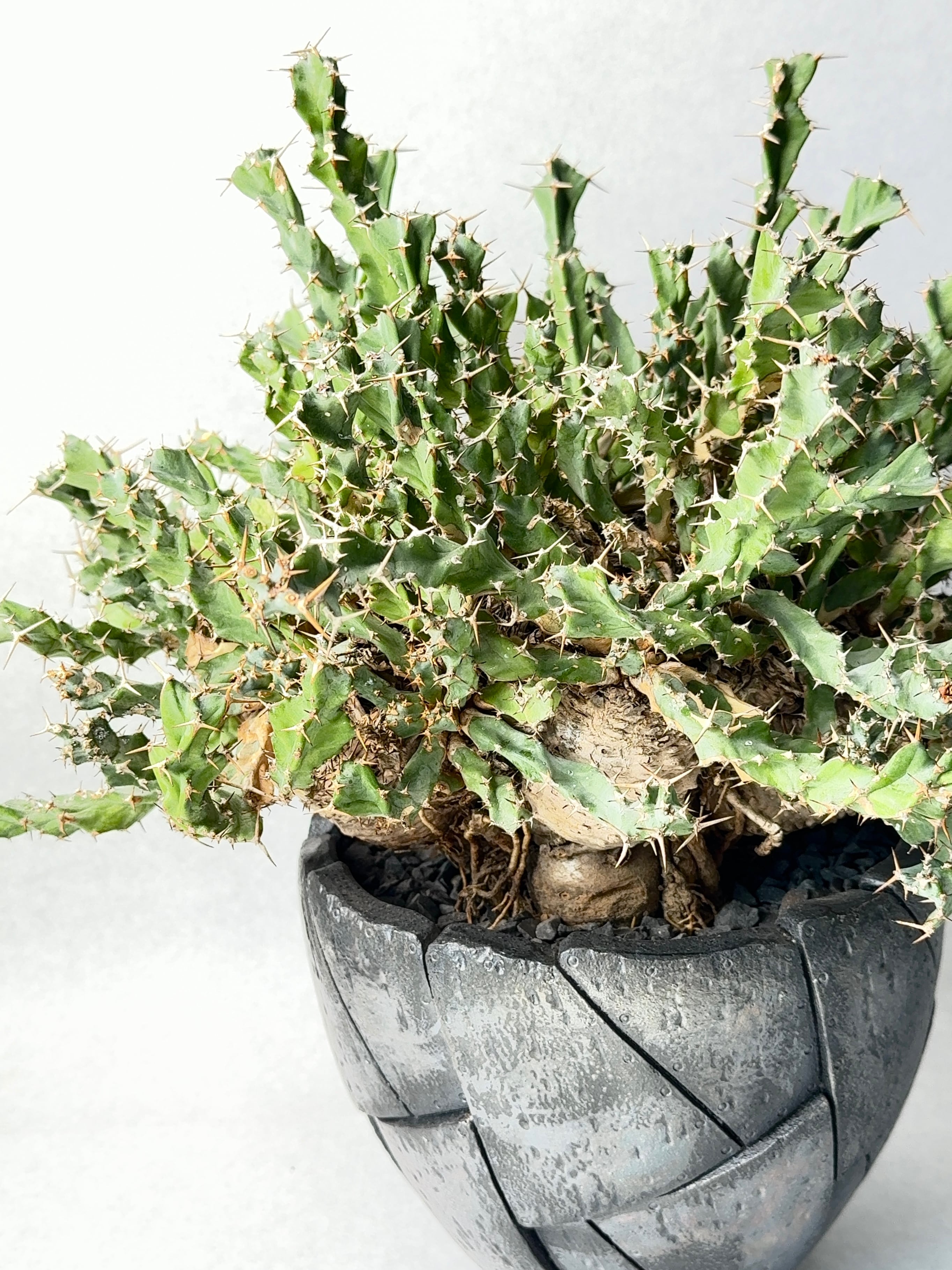 ユーフォルビア・クラビゲラ | trigger