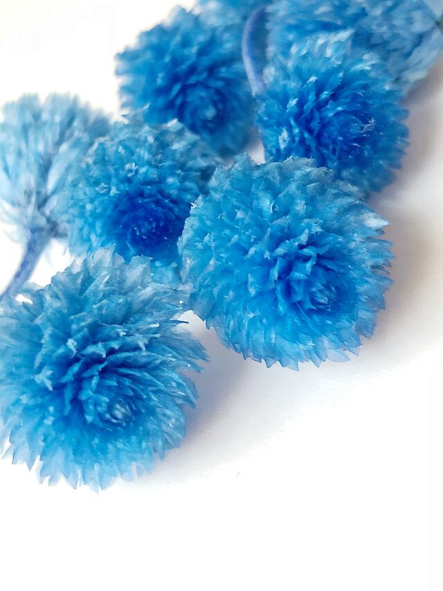 シェア花材☆千日紅 ソーダブルー