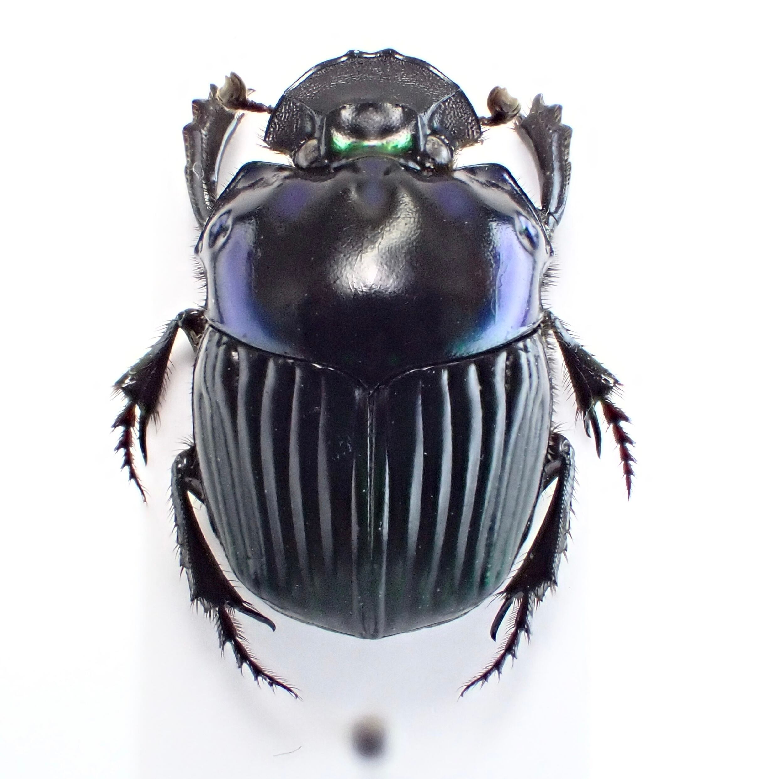 フランス領ギアナ産 Oxysteron durantoni ♂♀ 16mm/16mm | 昆虫標本