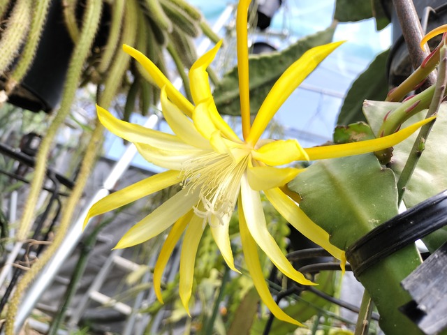 Epiphyllum hybrid 'Fruhlings Freund'　１０．５ｃｍＰＯＴ　３．５号鉢