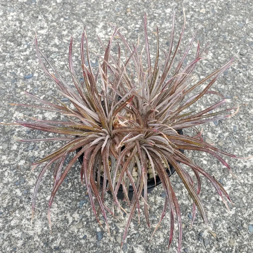 イスラヤ　イスラエンシス＋マイフェニア　抜き苗セット　速達 イスラヤ イスラエンシス＋マイフェニア 抜き苗セット 速達