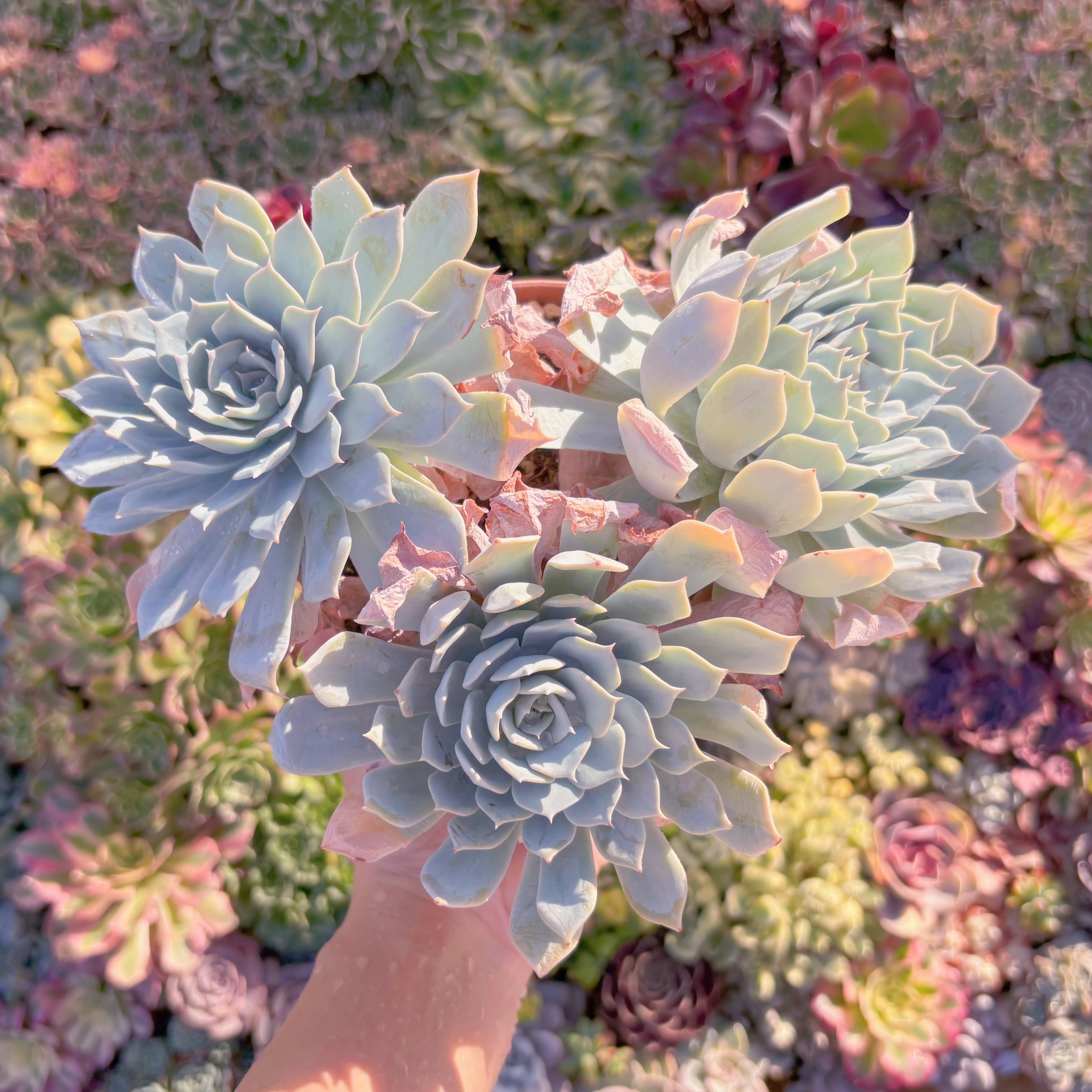 現品　デスメチアナ#M228　大群生　るる農園