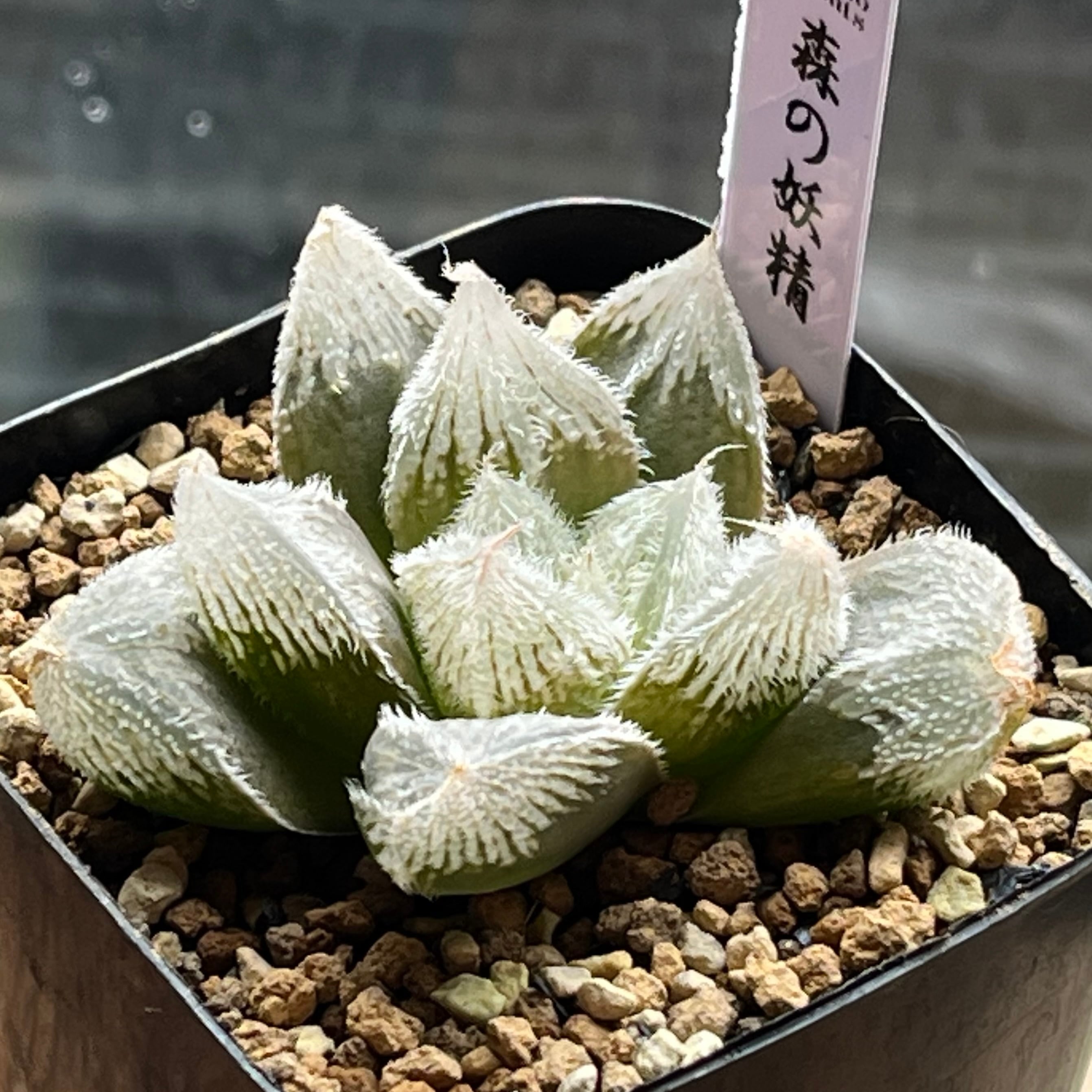 ベヌスタ系 | mocono_plants