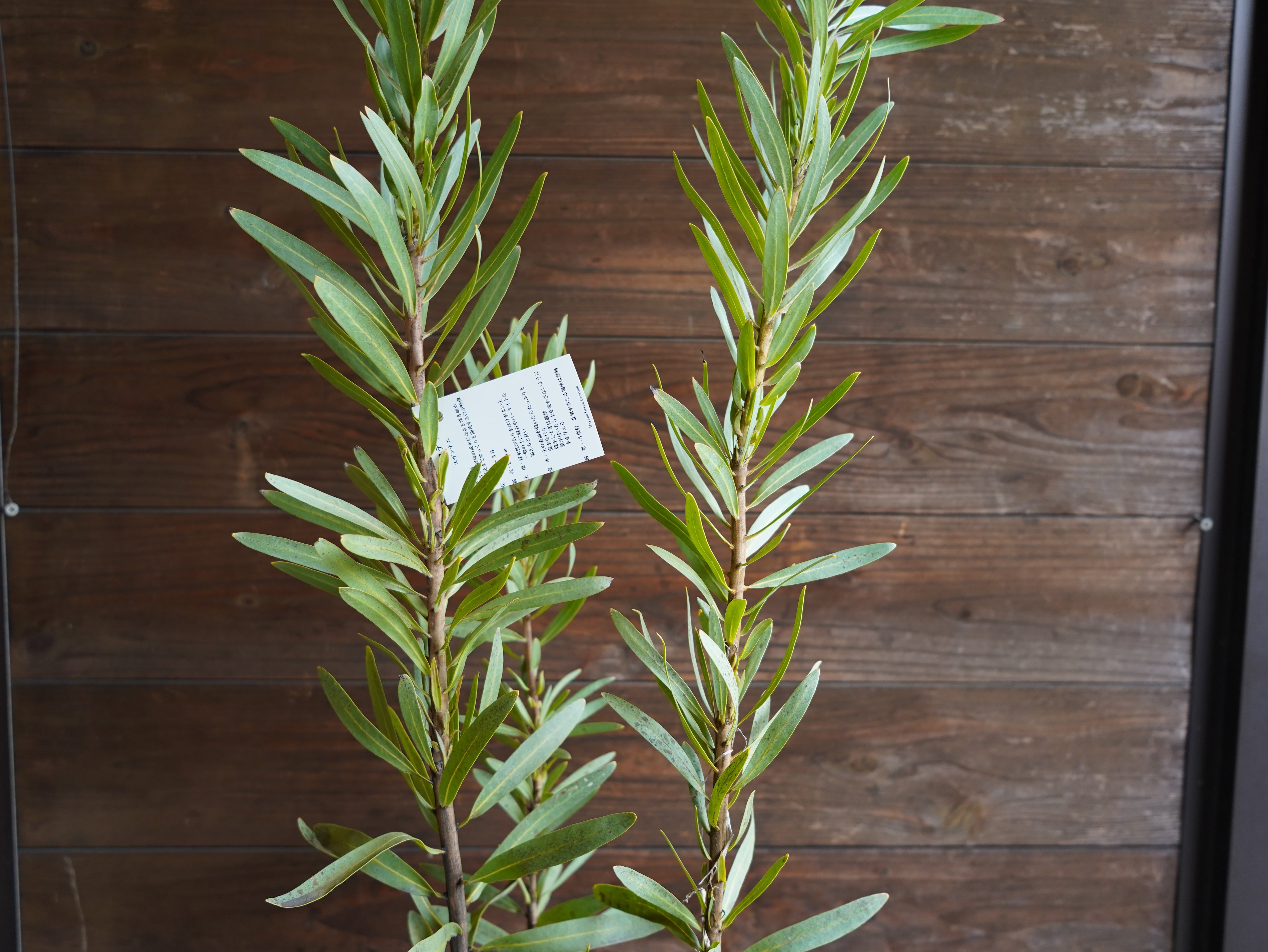 【現物】プロテア ”スザンナエ” B