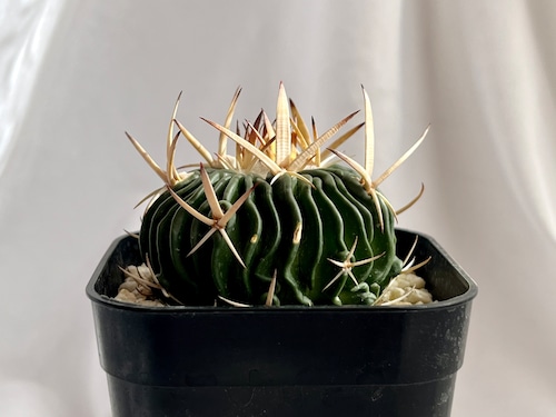 Echinofossulocactus　エキノフォスロカクタス　五刺玉　サボテン