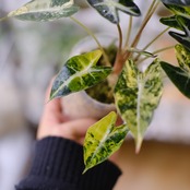 アロカシア バンビーノ イエロー / Alocasia bambino variegated 'Yellow'⑪ / 観葉植物
