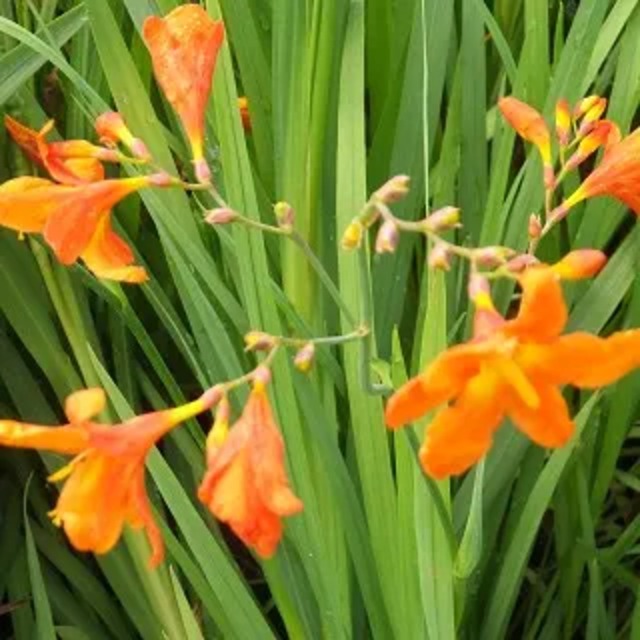 クロコスミア 'コンスタンス'