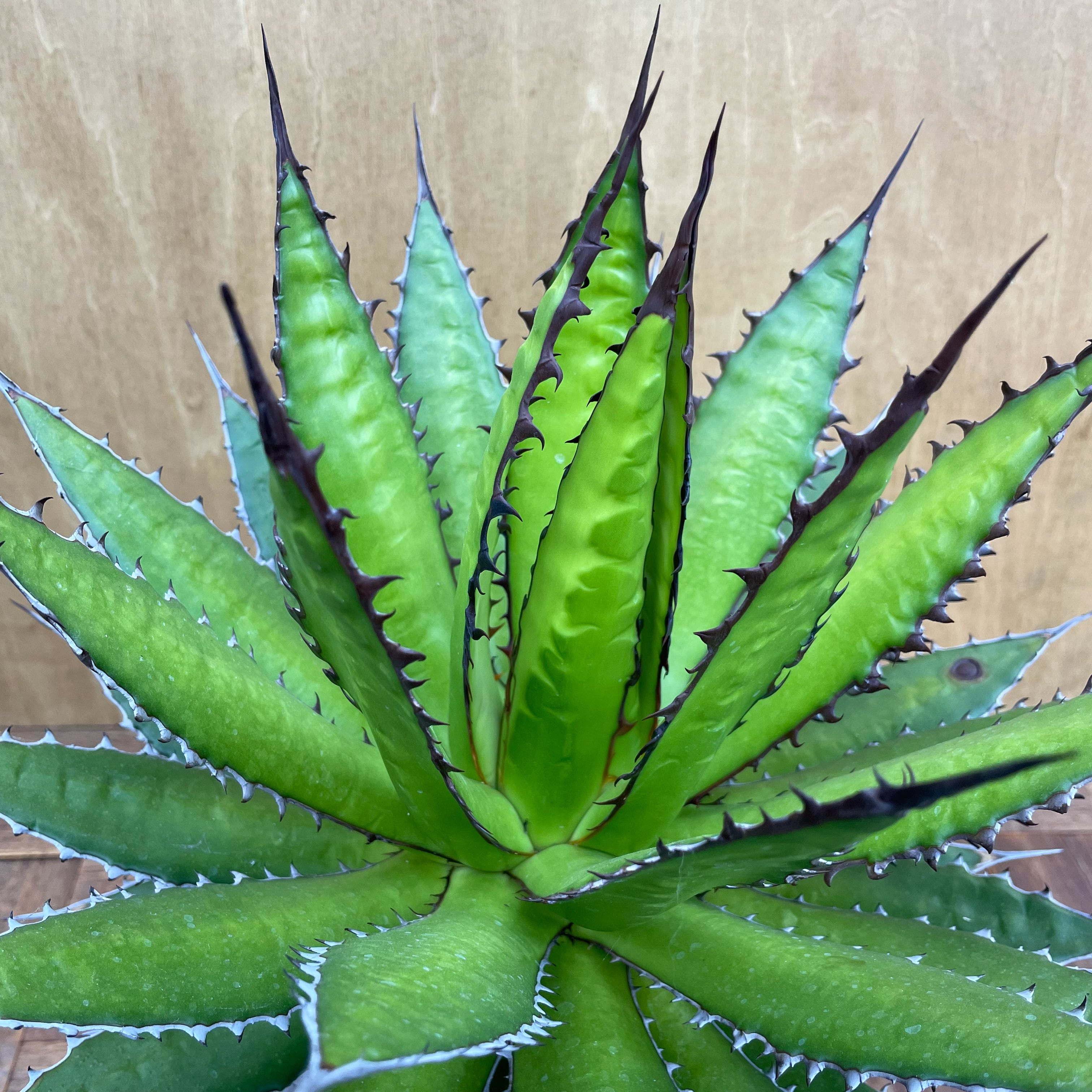 激レア高級品種 アガベ　ホリダ horrida 極上強棘 狂刺 極上株　⑥ Lj_plants】Q783 激レア高級品種 多肉植物アガベ ホリダ horrida