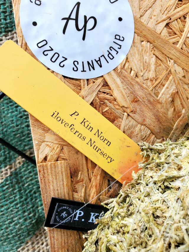 P.Kin-Norn (Pup)《FSQ》【artPLANTs】ビカクシダ/Platycerium