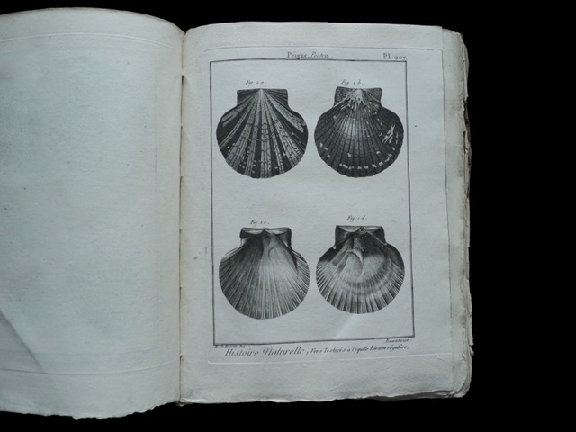 HISTOIRE NATURELLE , Coquilles Bivalves