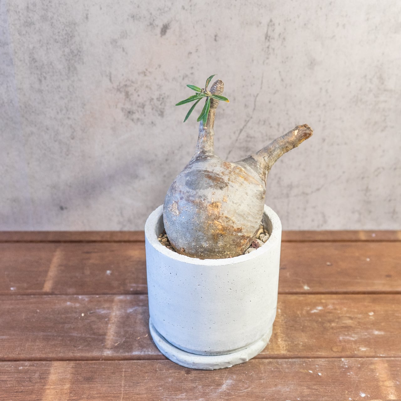 【胴回り32.5cm/発根済】パキポディウム グラキリス 圧倒的な存在感 モルタル鉢仕立て 本物志向のインテリアグリーン おしゃれ／虫の発生防止