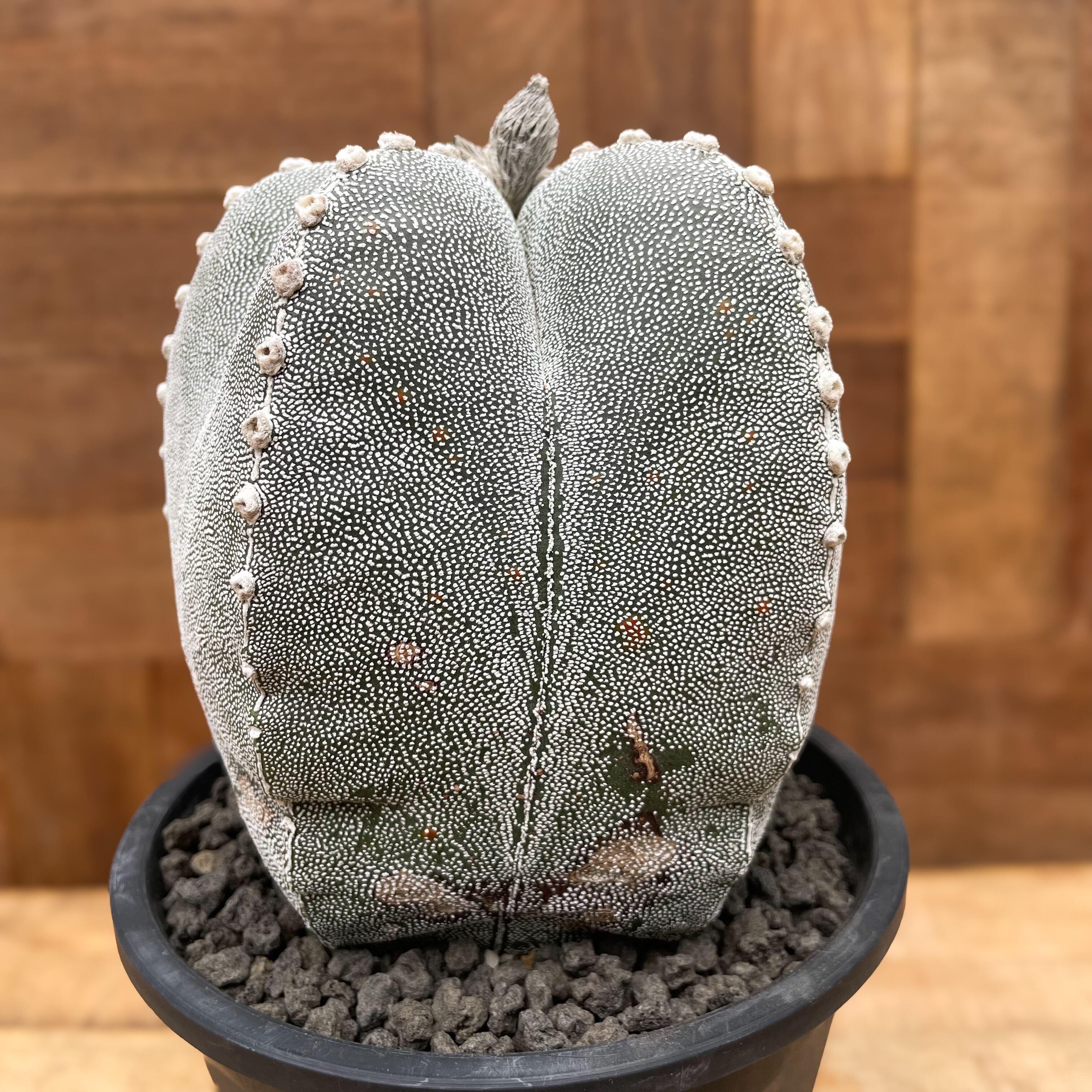 Astrophytum 恩塚ランポー玉 | RIMO'S GREEN 【Saboten Astrophytum 恩塚ランポー玉 | RIMO'S GREEN 【Saboten