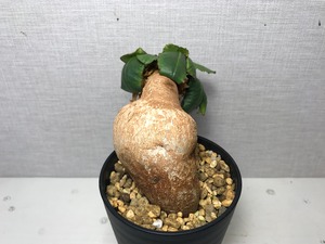 ユーフォルビア プリムリフォリア
