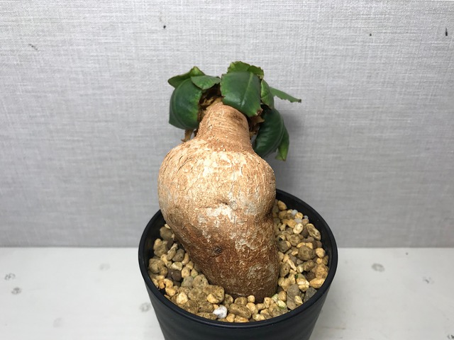 ユーフォルビア プリムリフォリア