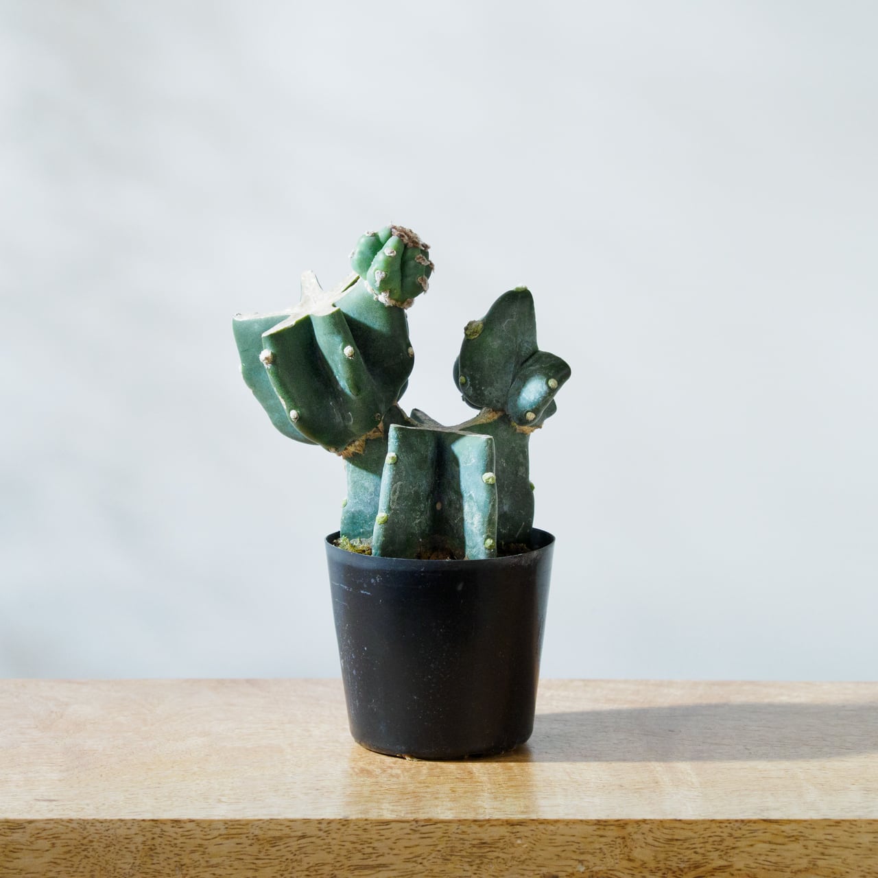 ⭐nobby⭐様 リクエスト 4点 まとめ商品 ﾎﾞﾋﾞｶｰｺﾞ用宅配錠 非常開錠キー付 | すべての商品 | セキスイ