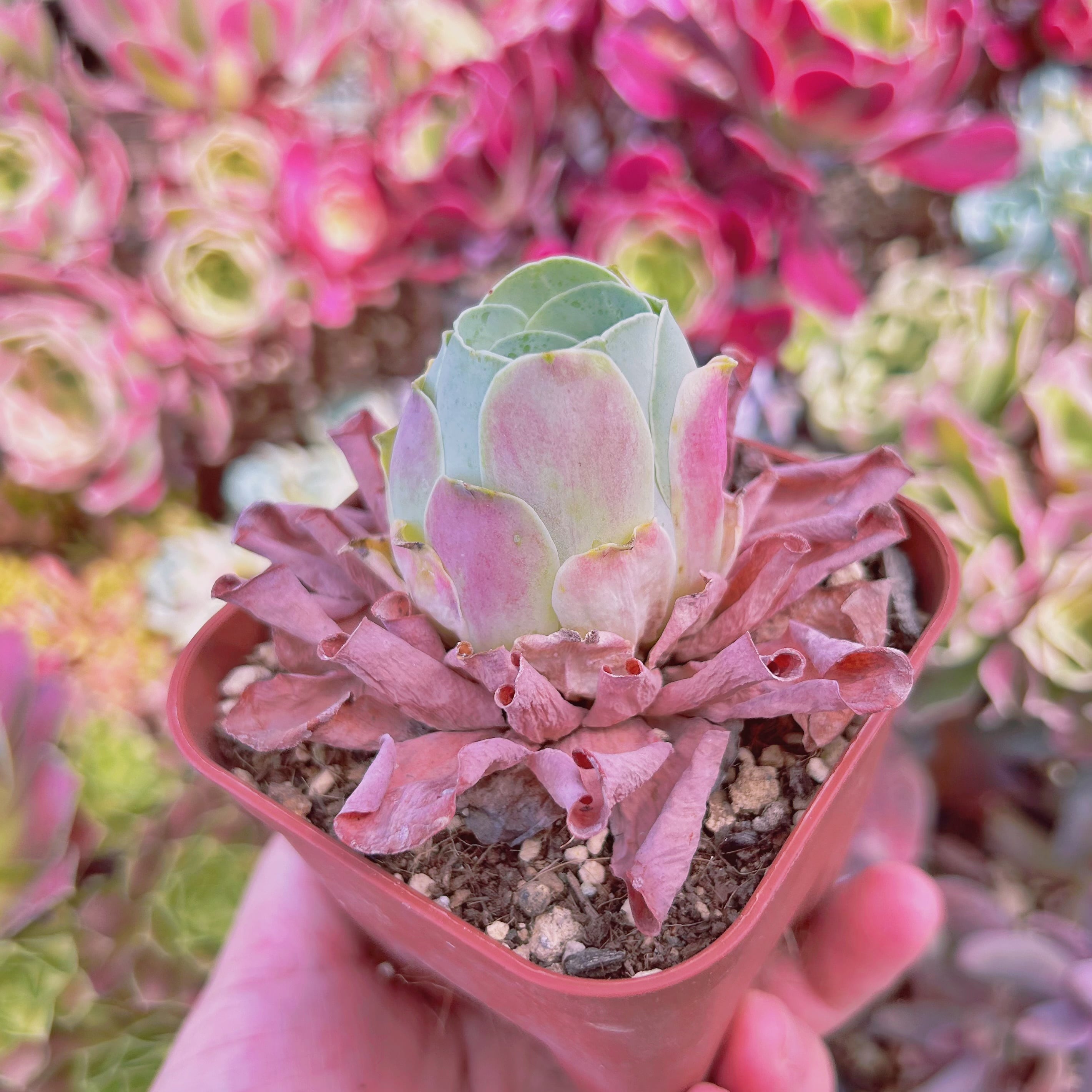 2024現物 多肉植物 グリノービア ピンクローズ 抜き苗 | るる農園~多肉