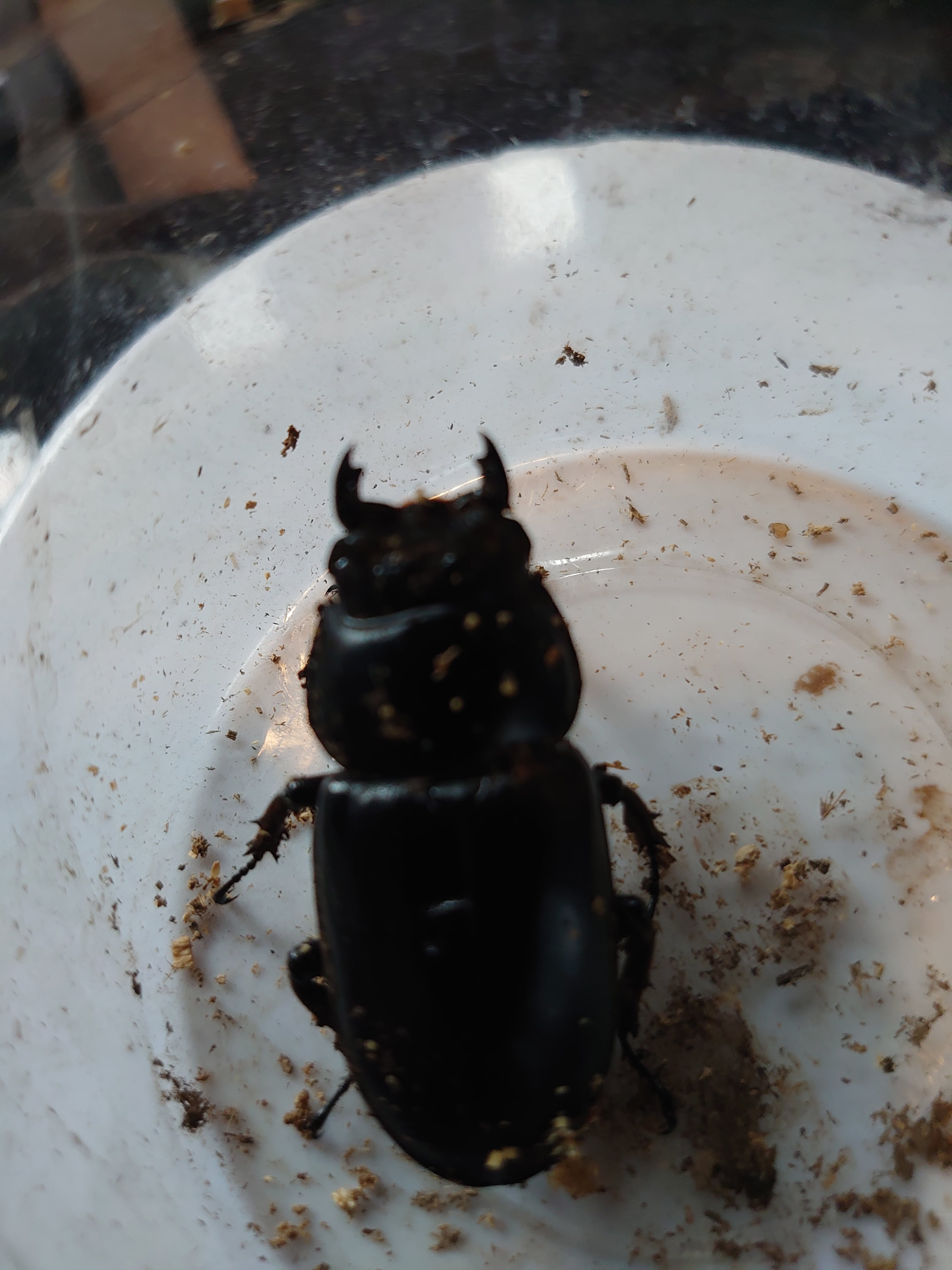 アンタエウスオオクワガタ ♂約85.5ミリ♀約50ミリ