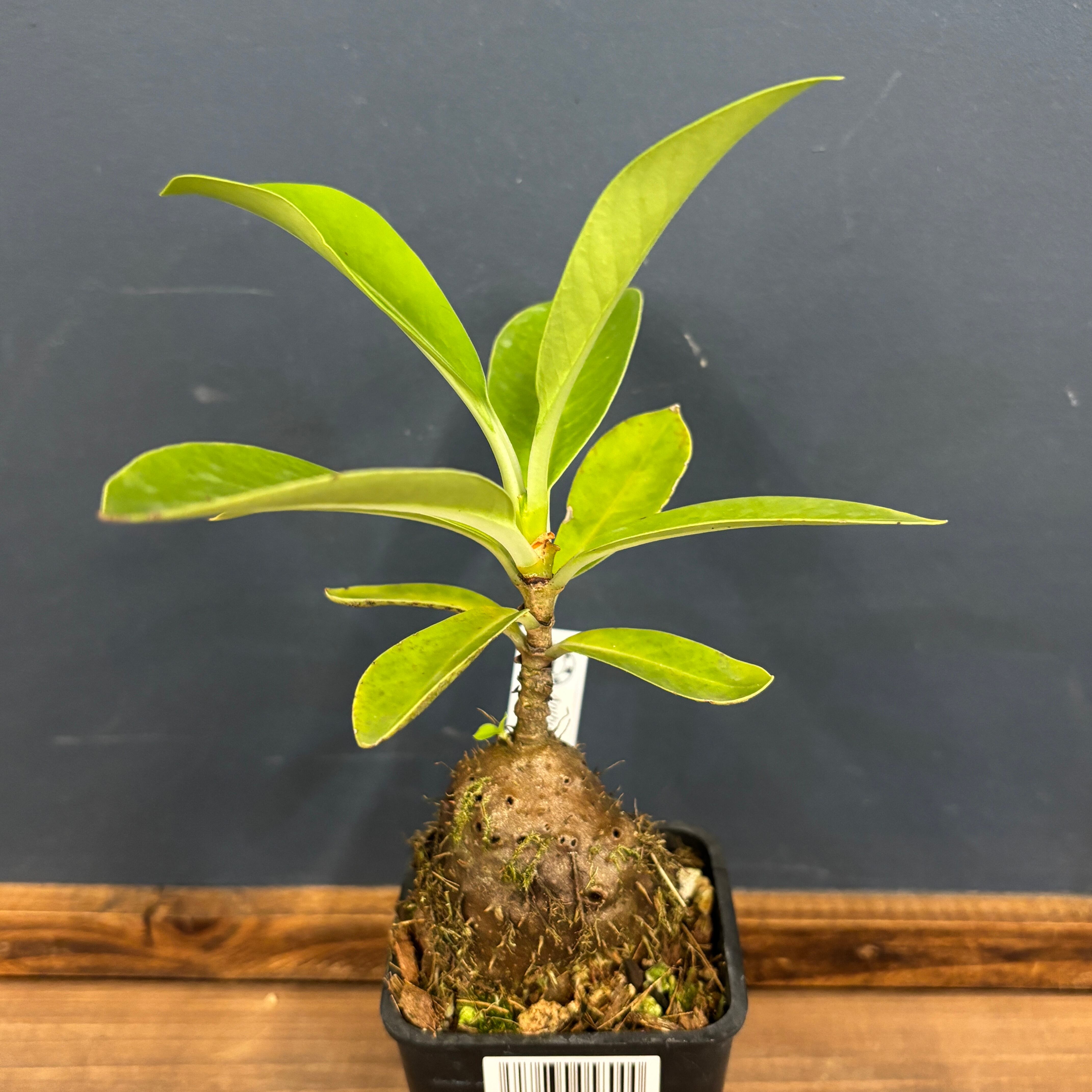 アントルリザ bracteosa【622】