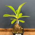 アントルリザ bracteosa【622】