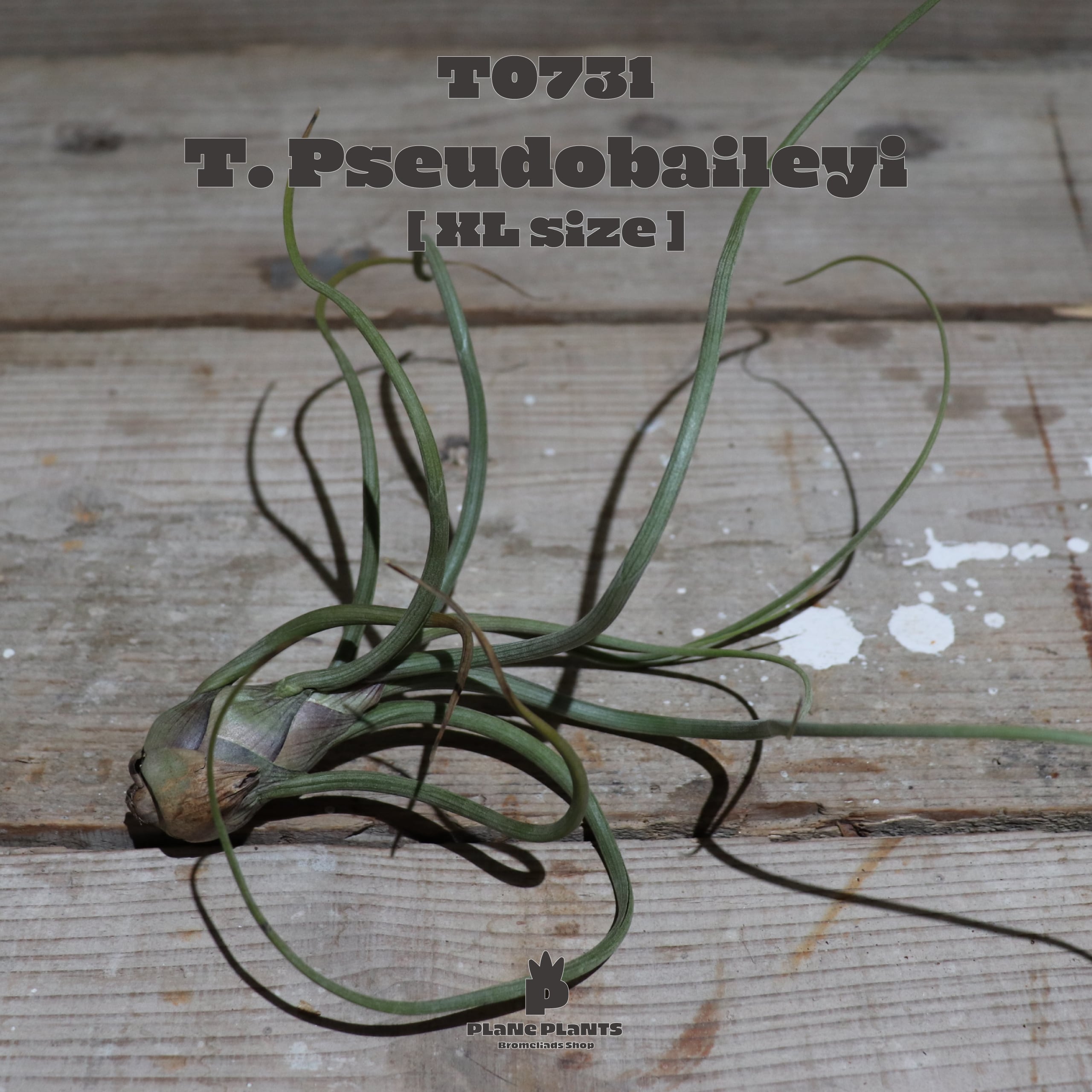 【reserved】プセウドベイレイXL〔エアプランツ〕現品発送T0731