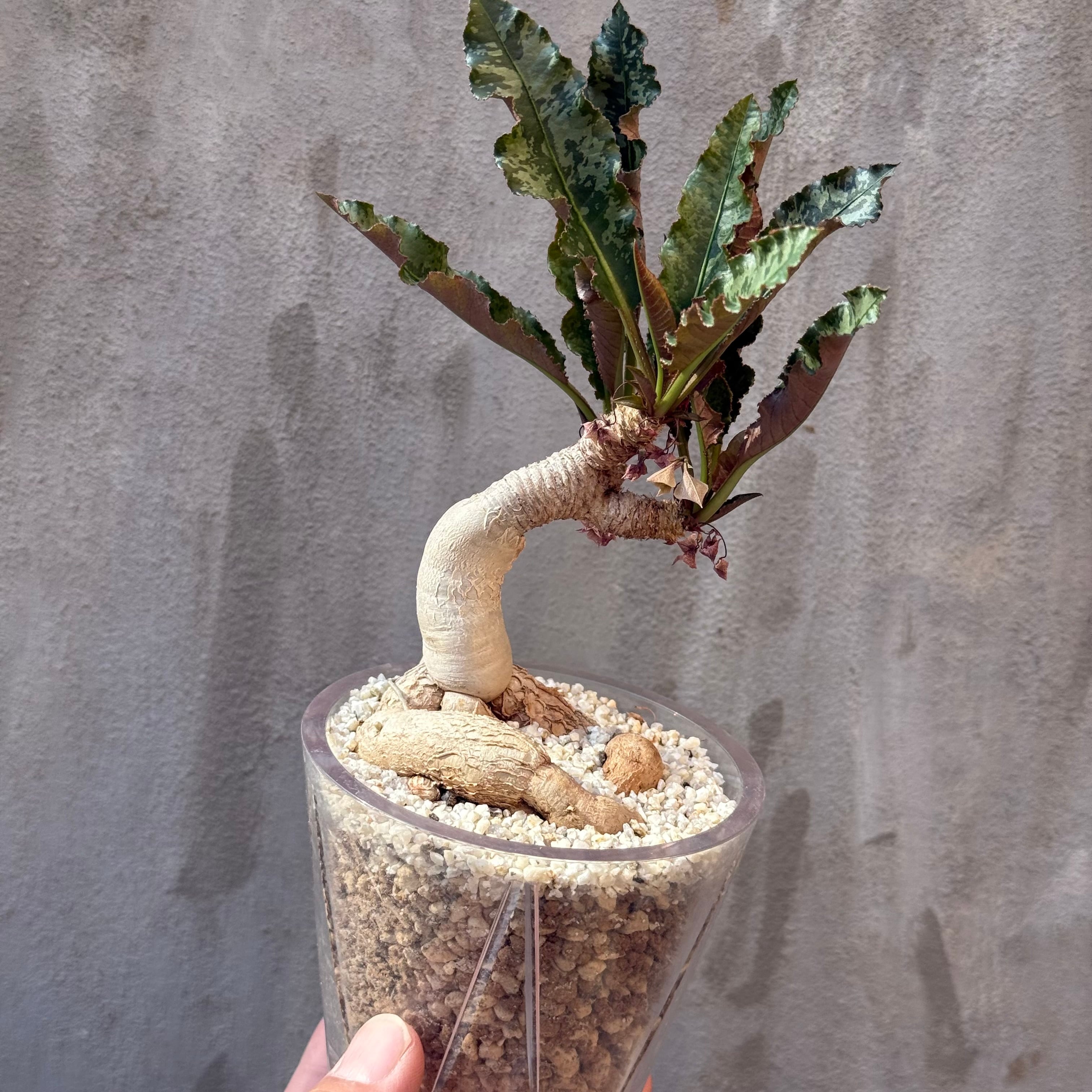 植物 | A-PLANTS