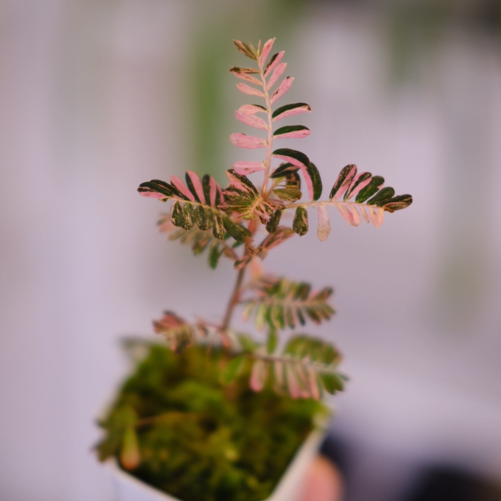 Phyllanthus urinaria 'Pink Variegated'⑦ / フィランサス