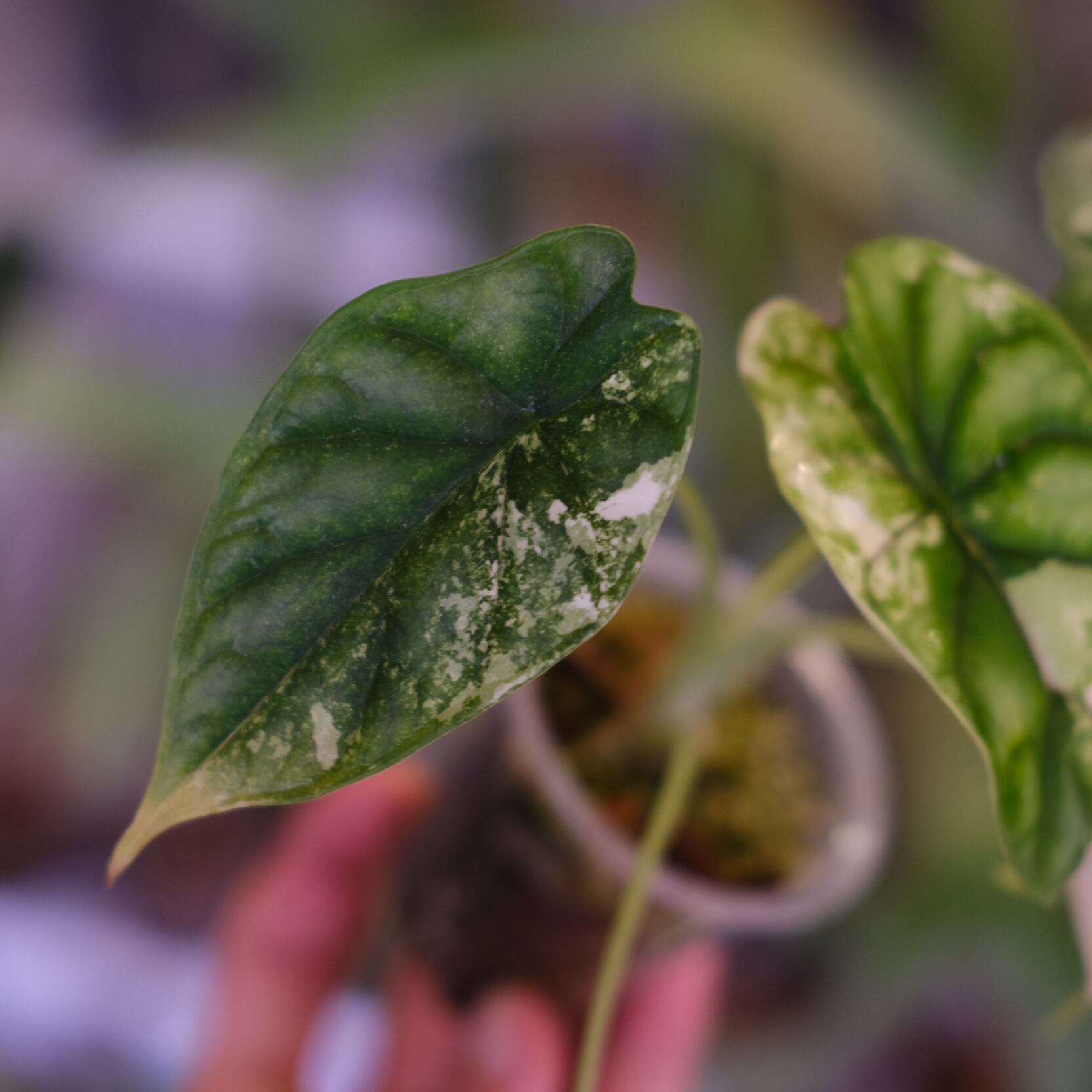 Alocasia dragon scale varigated④│アロカシア ドラゴンスケール 斑