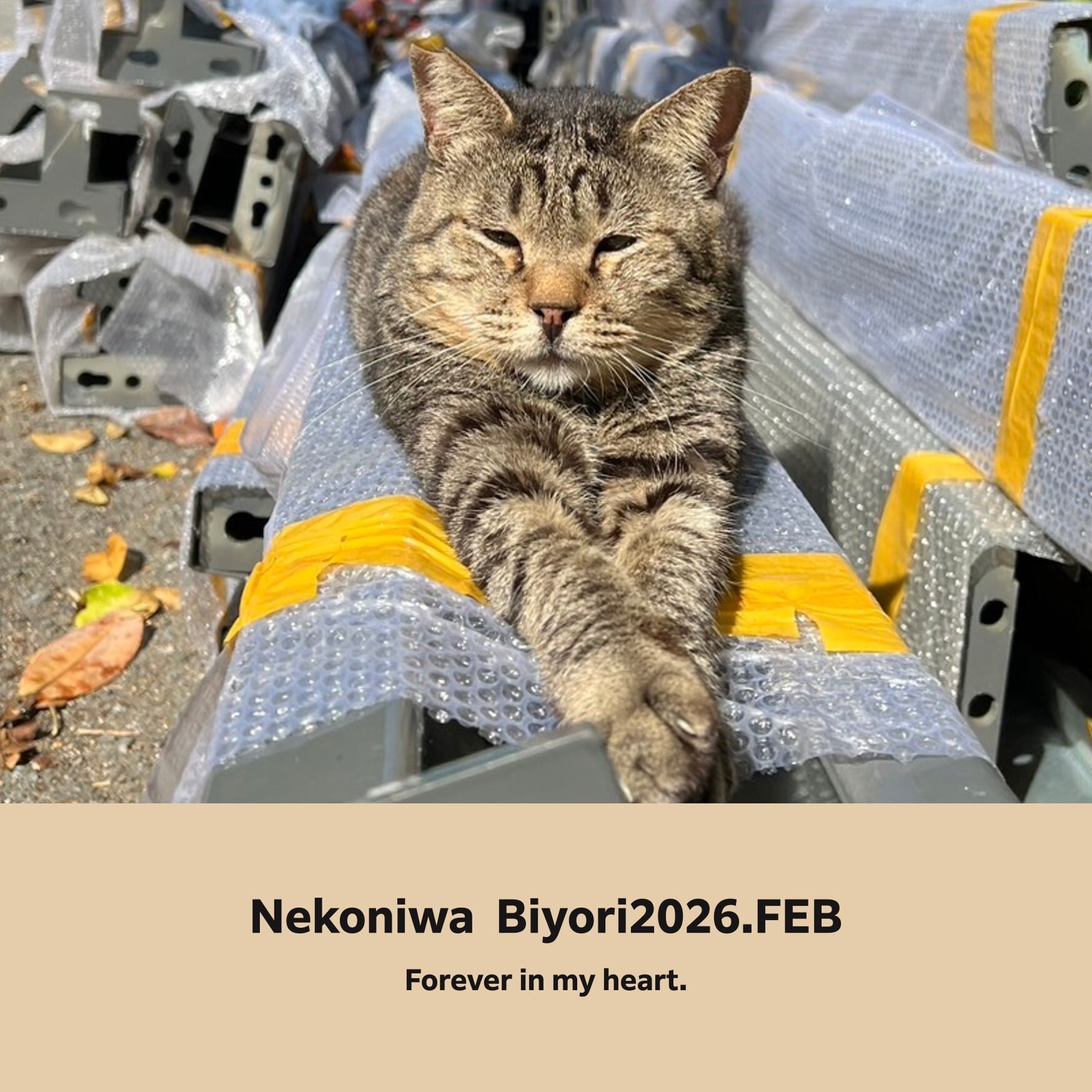 「猫庭日和＋猫庭小物付き」猫庭支援フォトブック　単月購入