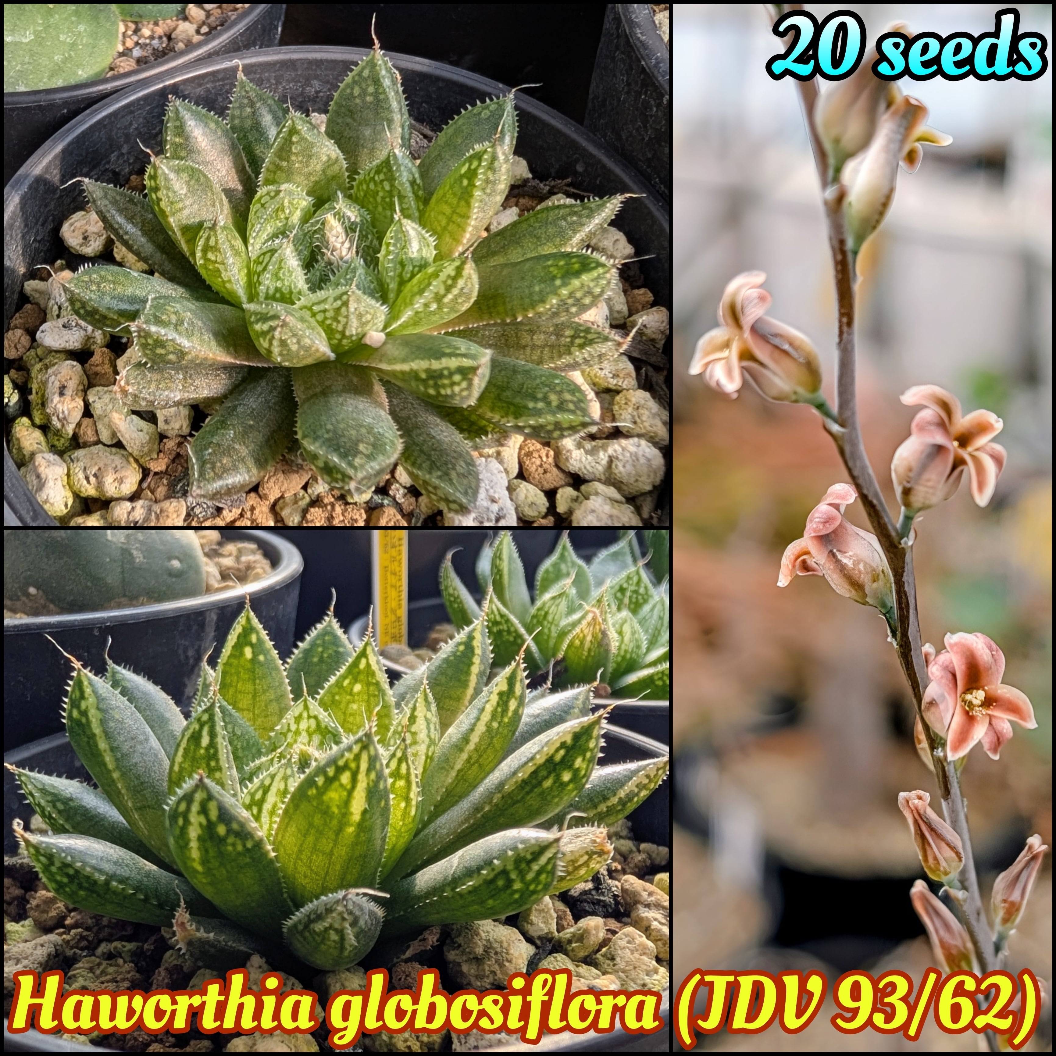 種子(大容量お得パック)/20粒】Haworthia nortieri var. globosiflora