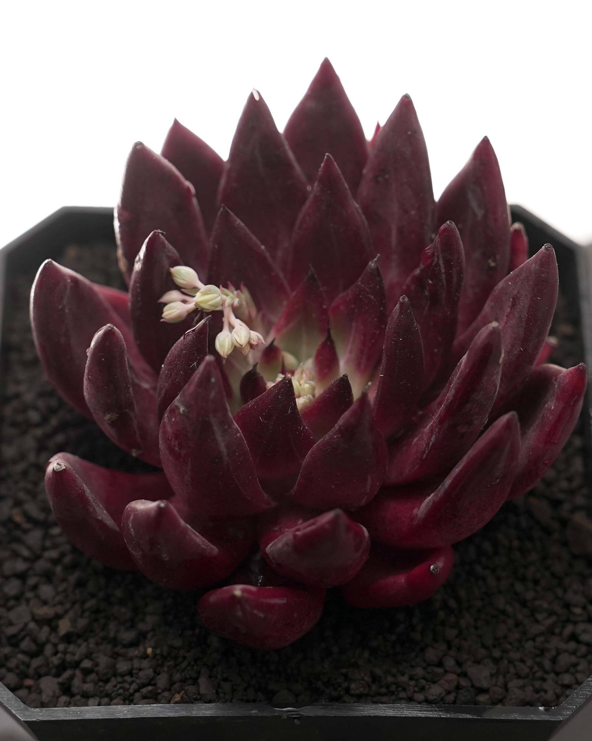 PREMIUM】 抜き苗 アエオニウム 札落ち（紅顔？） 2頭群生 Aeonium sp