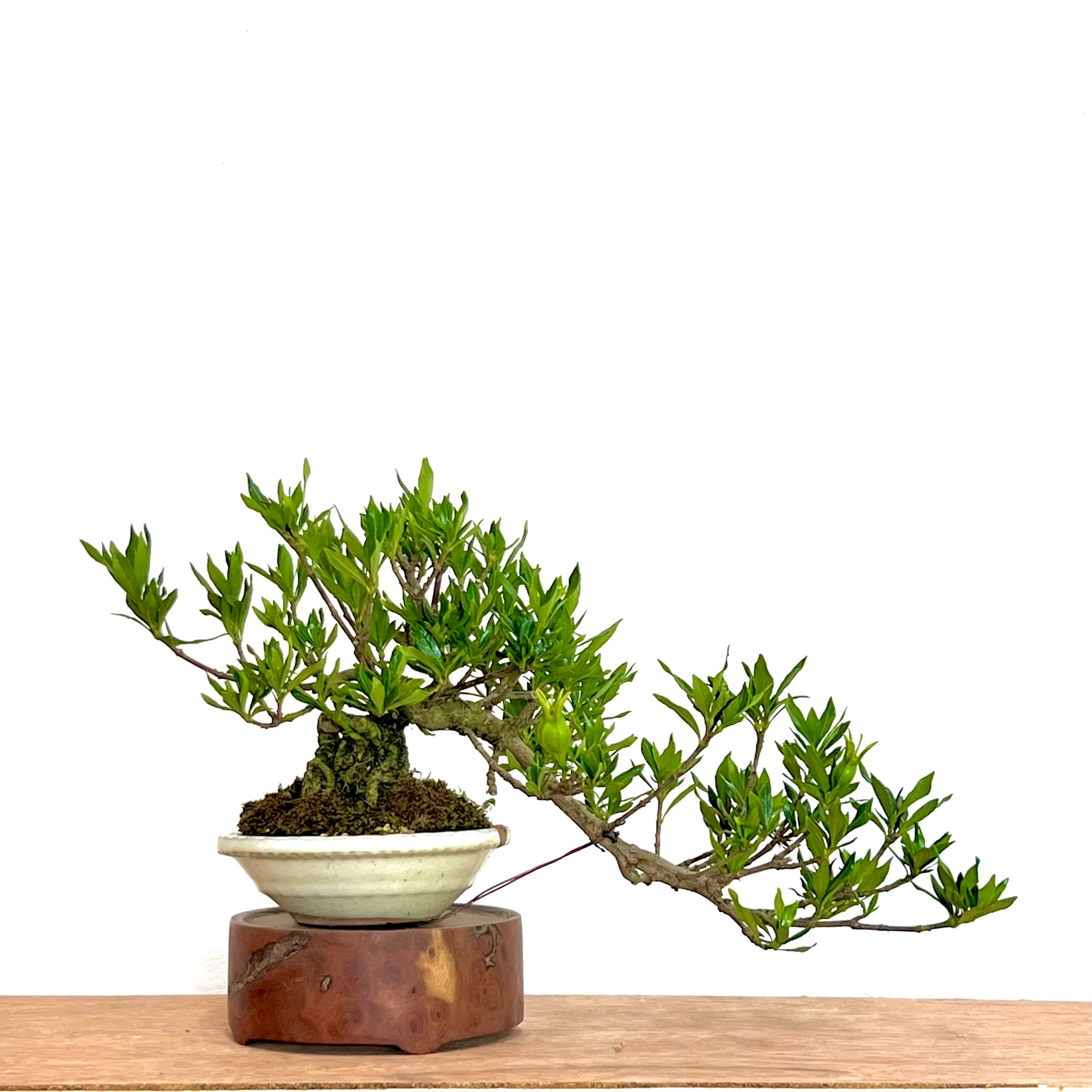 真柏 石付き盆栽｜山景を感じる一点物｜高さ約17cm | BONSAI Labo