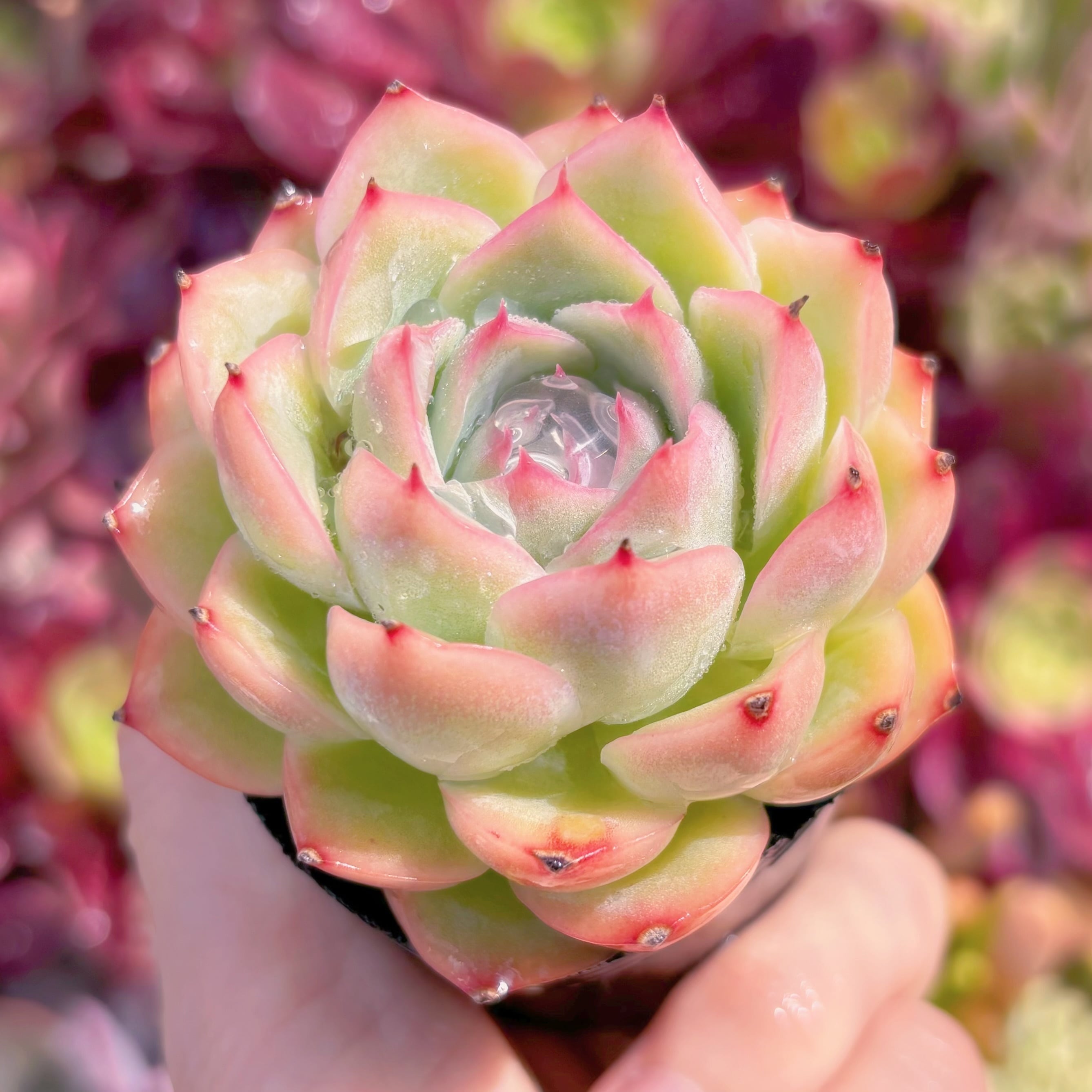 現品　シルエット#F050　るる農園