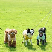 TOREOTTO DOG T（イエロー）