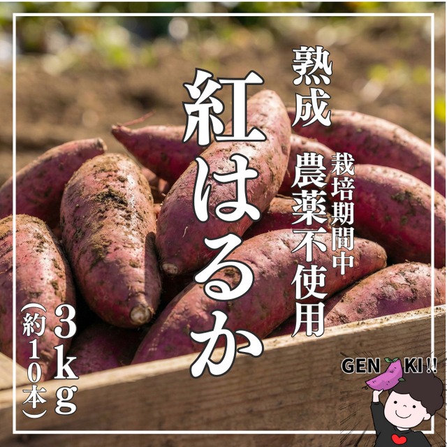 【農薬不使用・滋賀県産】熟成さつまいも　紅はるか（3kg）