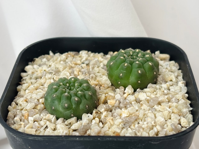 Gymnocalycium stellatum var. kleinianum　ギムノカリキウム　クリオネ　短刺瑞昌玉　サボテン