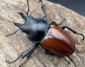 【WD】《アカマルバネクワガタ 新竹県産 42.5mm ペア》
