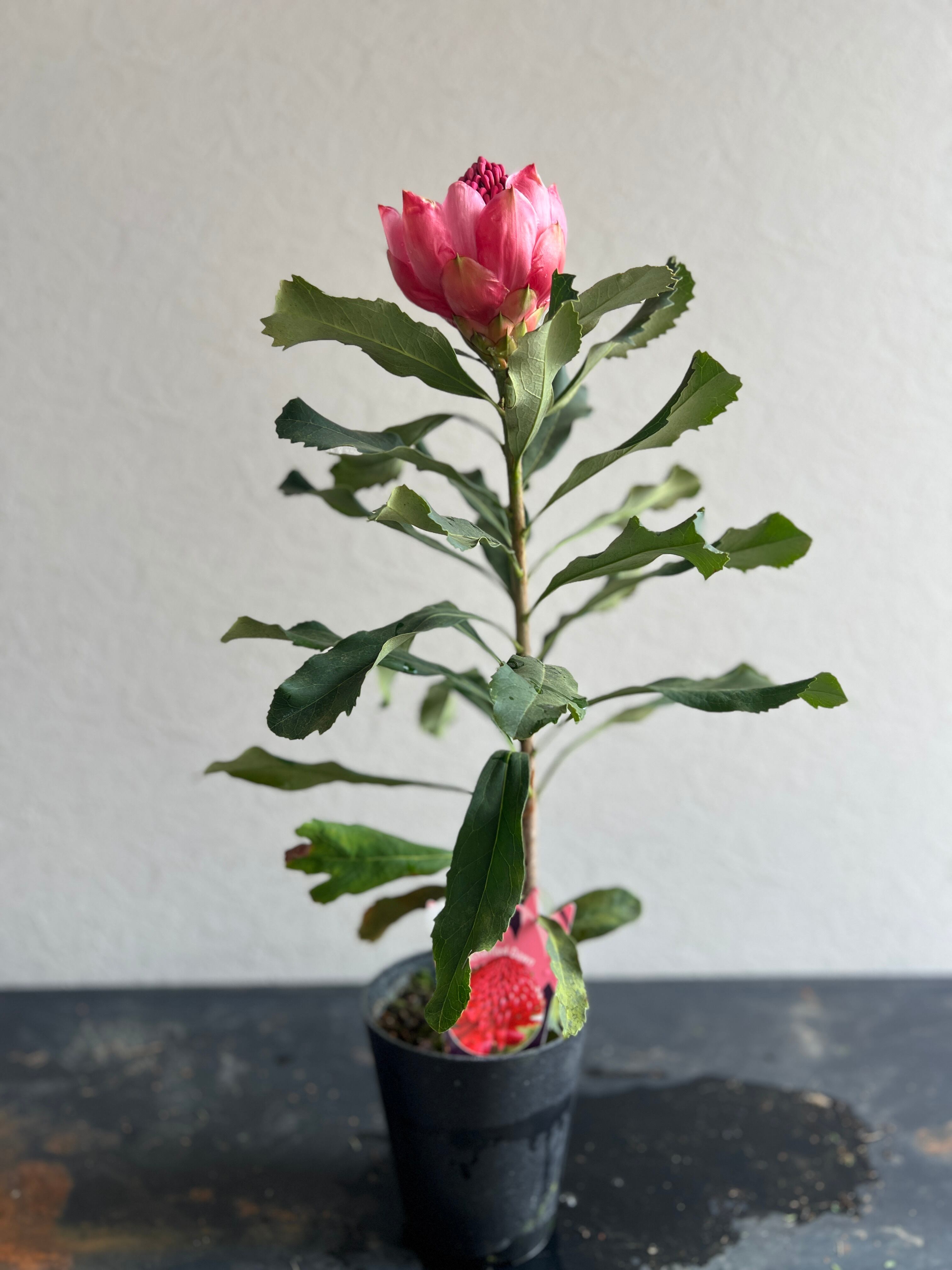 テロペア エンチャンテッド ドーン④ | 沼ノ上農園