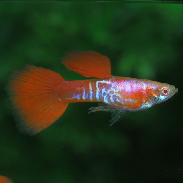 RREAギャラクシーレッドテール　若魚2ペア＋種親メス2匹