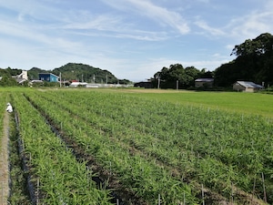 生姜500g　「発酵生姜つくりませんか」