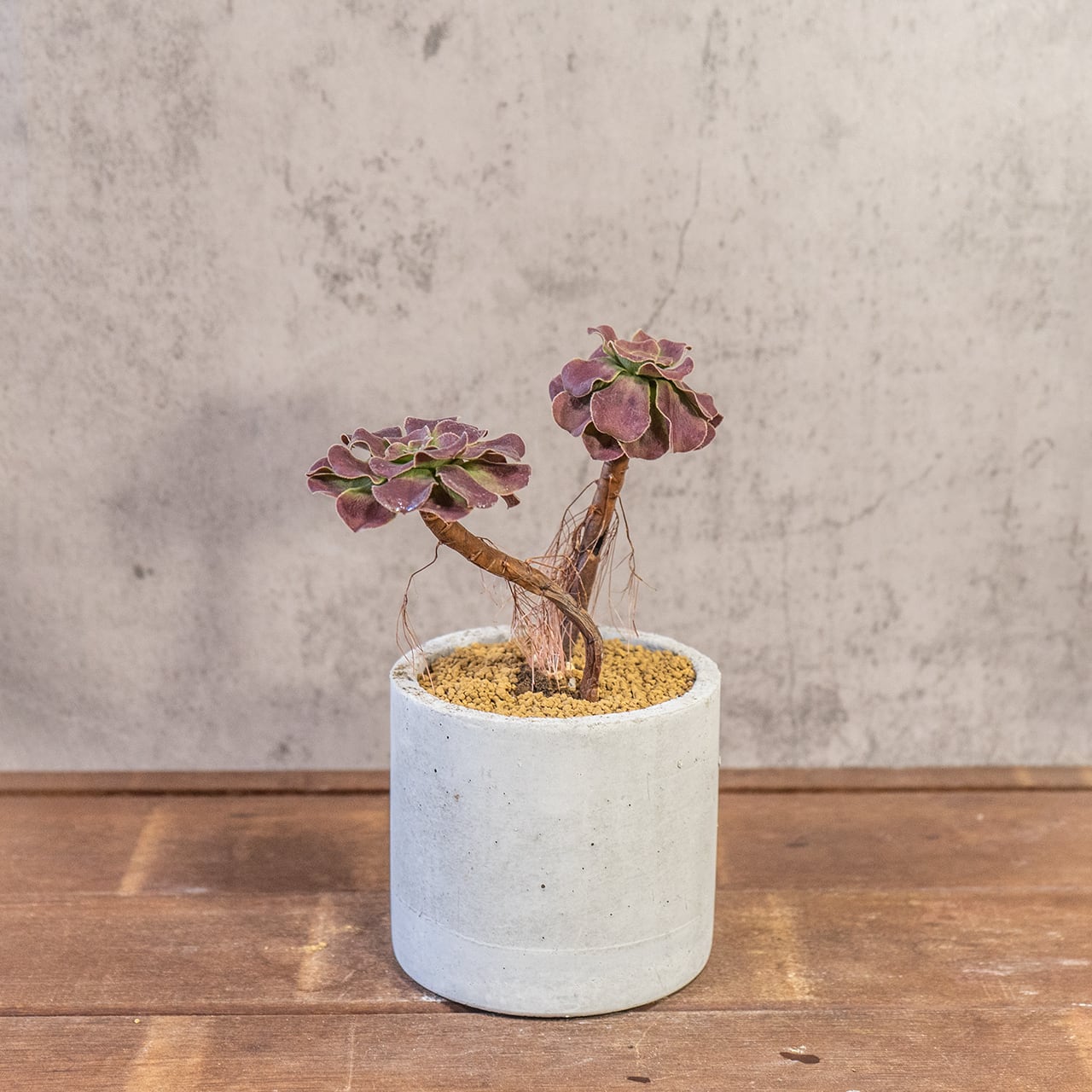 アエオニウム・カシミヤバイオレット｜二株のバランスが絶妙な立体フォルム【モルタル鉢×多肉植物】