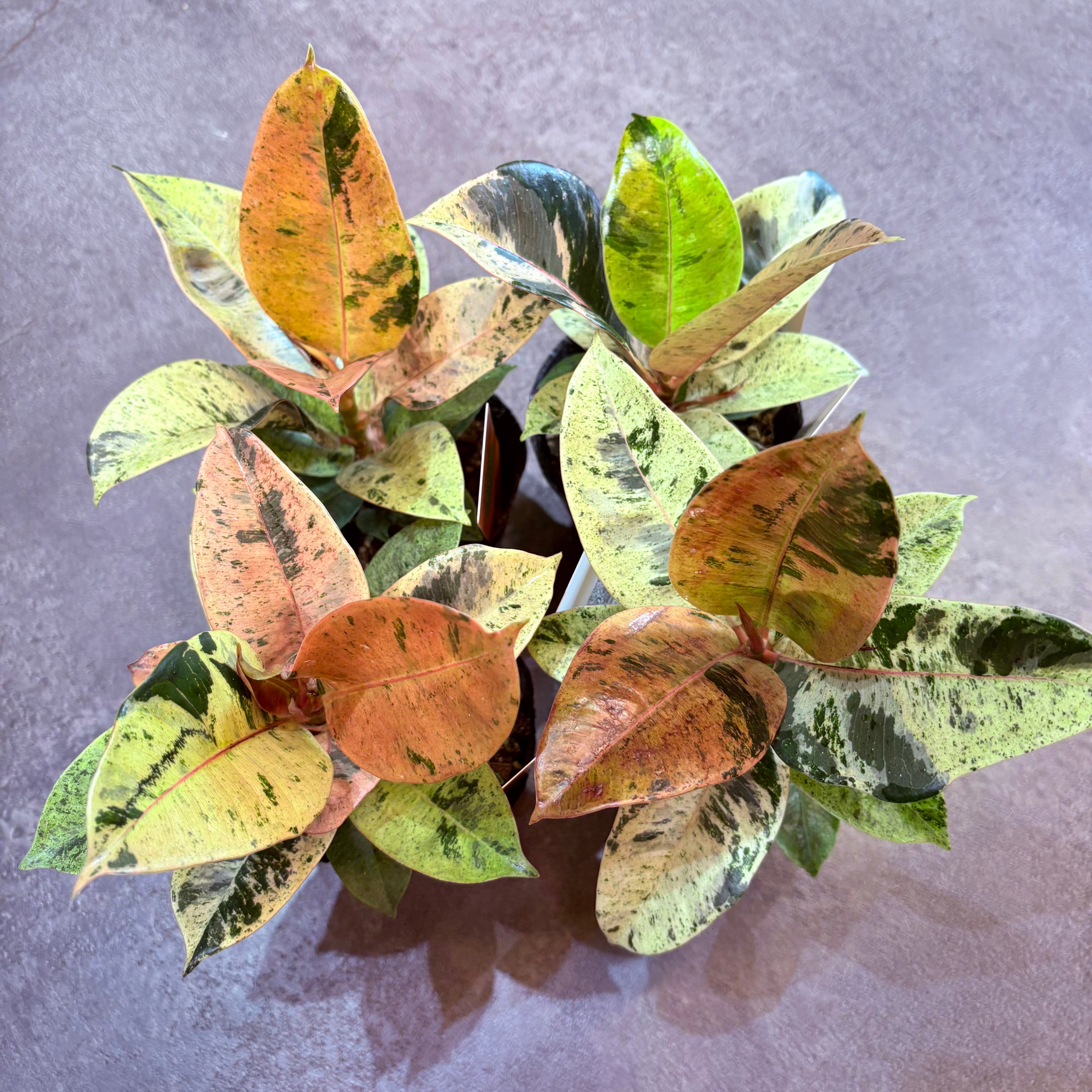 フィカス ジン　観葉植物 フィカス ジン 3.5号 | Green Vibes 宇都宮市の観葉植物専門店