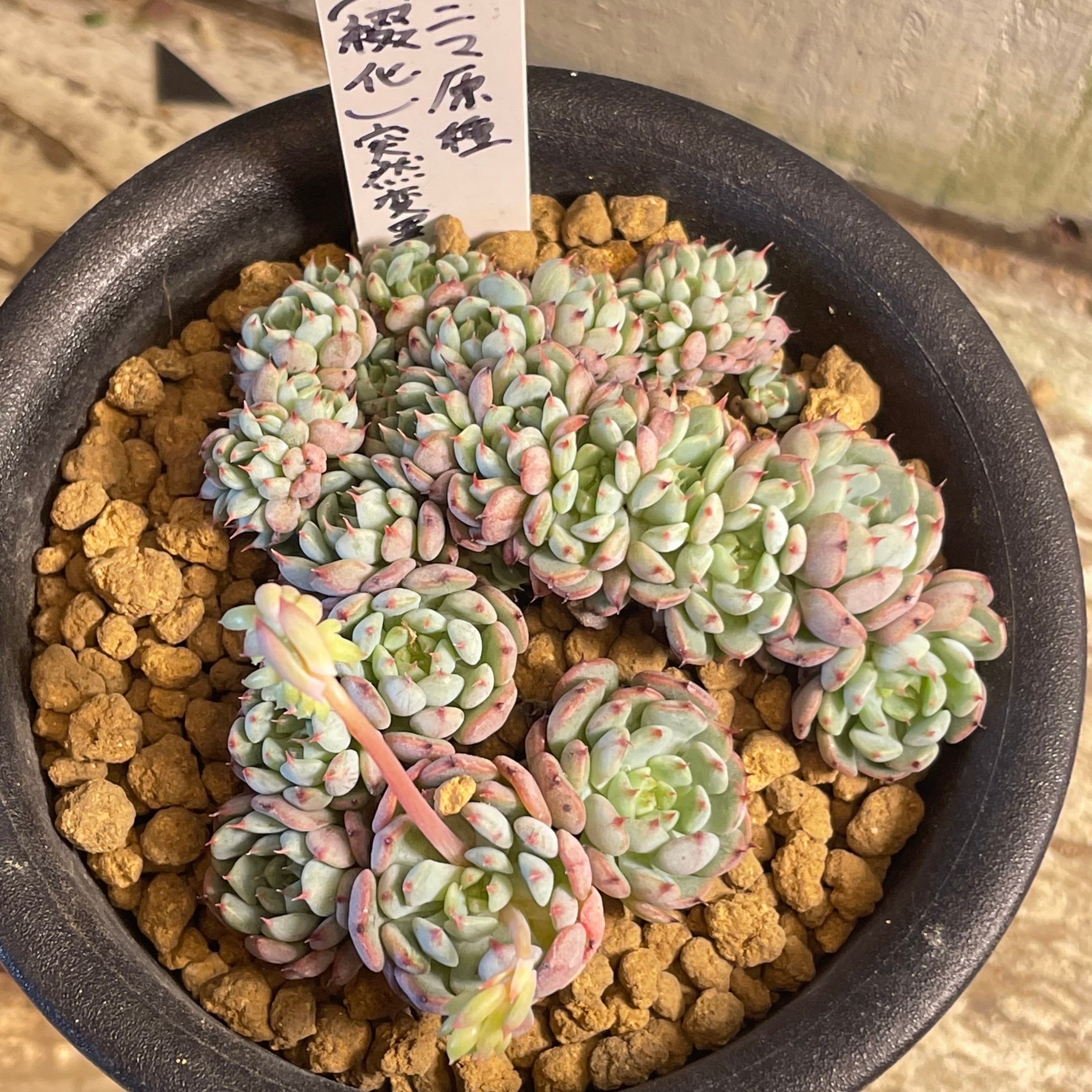 多肉植物　エケベリア　Majesta マジェスタ綴化 多肉植物 エケベリア Majesta マジェスタ綴化