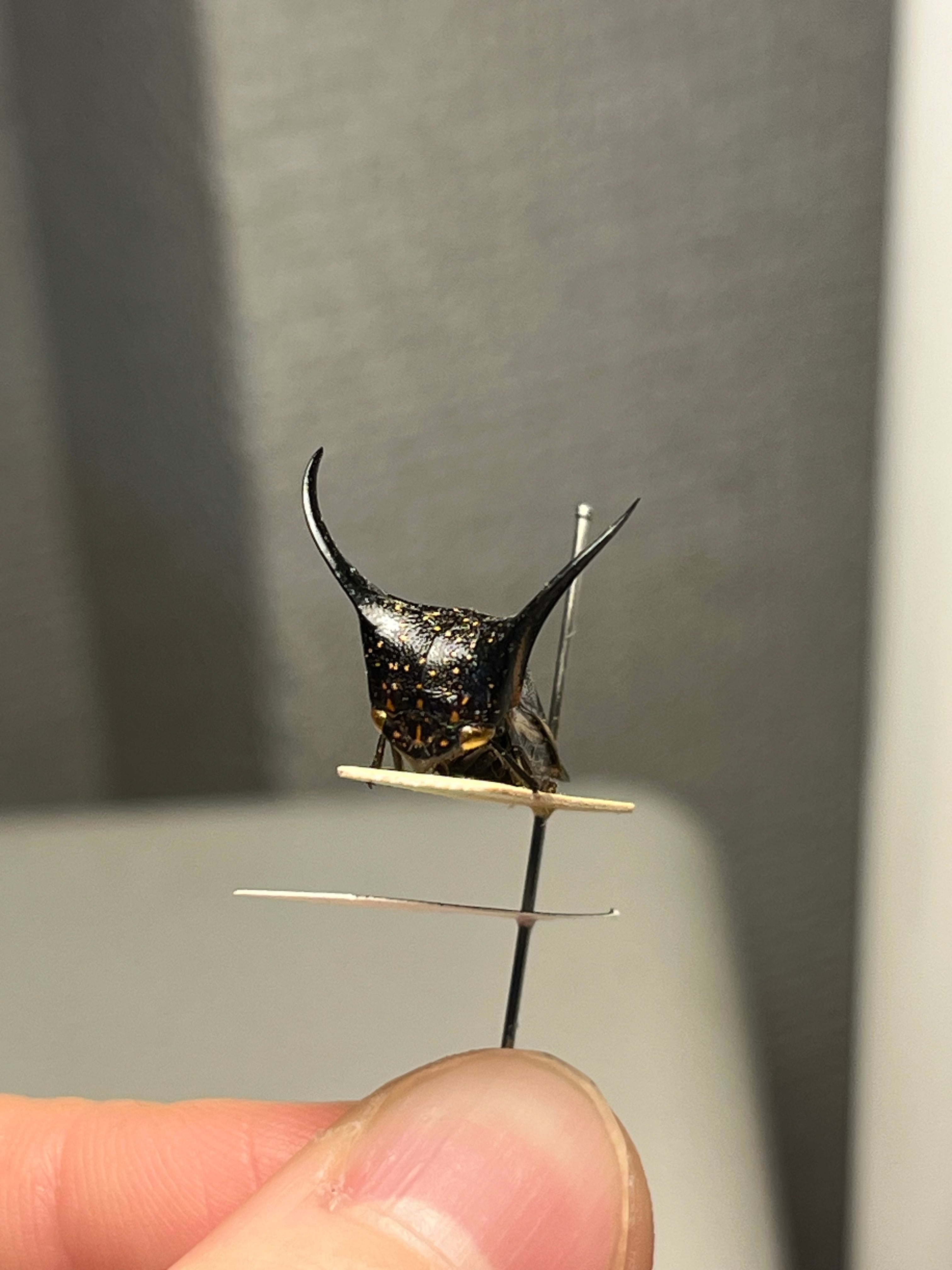 【角蝉最大種】Hemikyptha marginata ツノゼミ セミ ホタ標本 角蝉最大種】Hemikyptha marginata ツノゼミ セミ ホタル 蛍 タマムシ