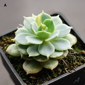 選べる抜き苗 デレシナ錦 【日本初上陸？】Echeveria 'Deresina Variegated'