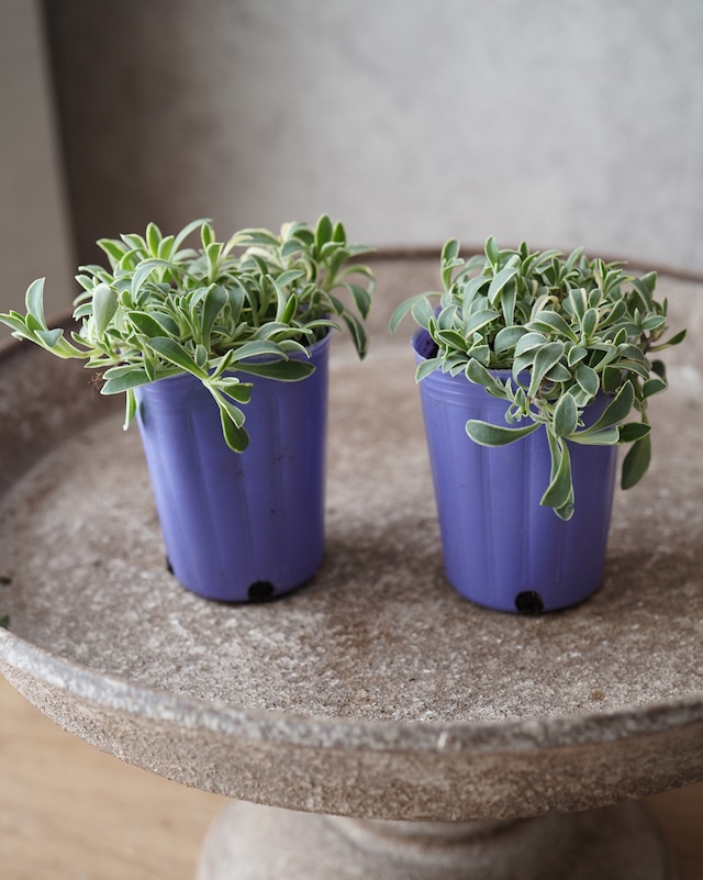 シレネ　ユニフローラ　2.5号