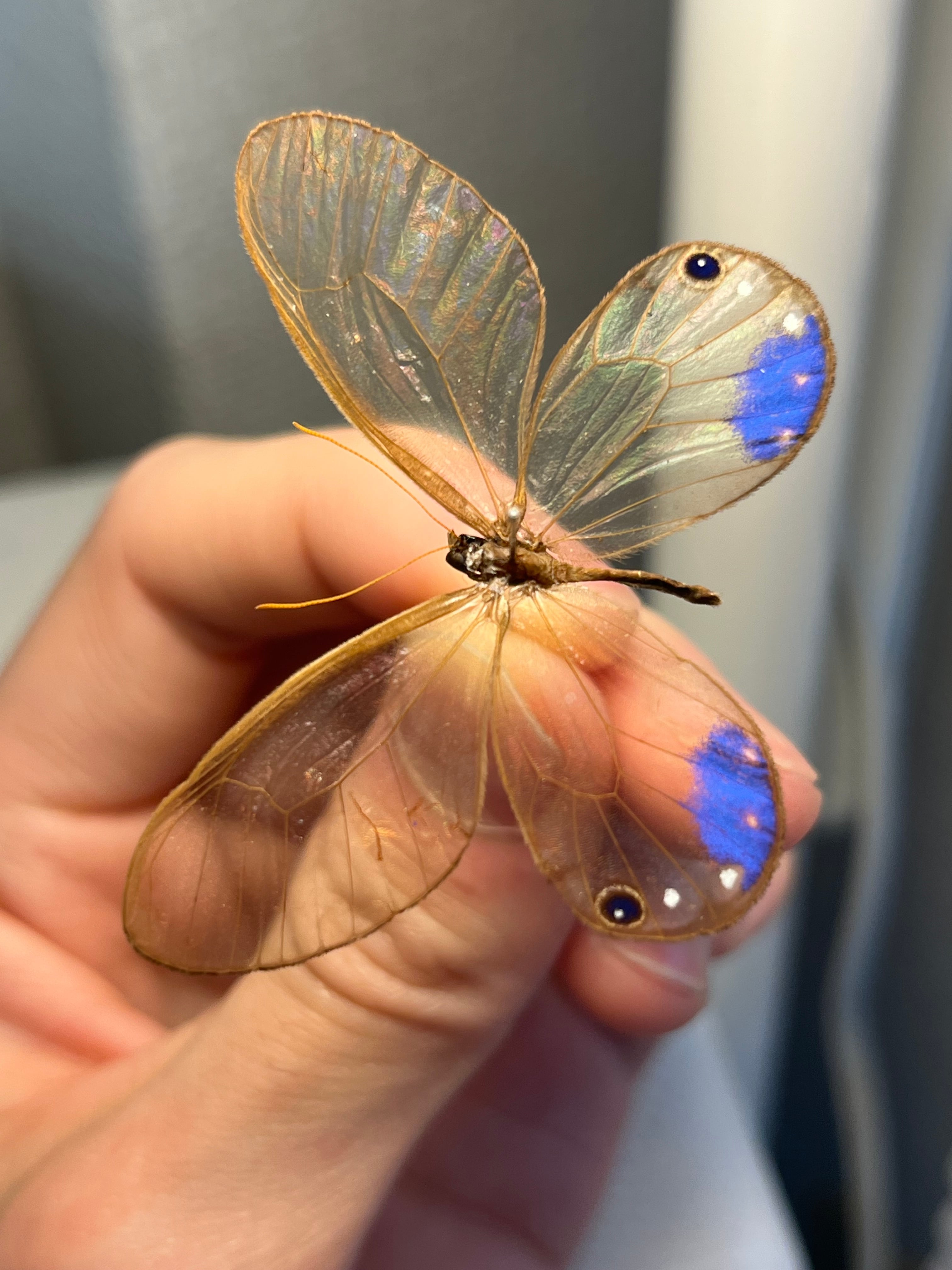 属内最高峰】ルリモンスカシジャノメ アンドロメダスカシジャノメ