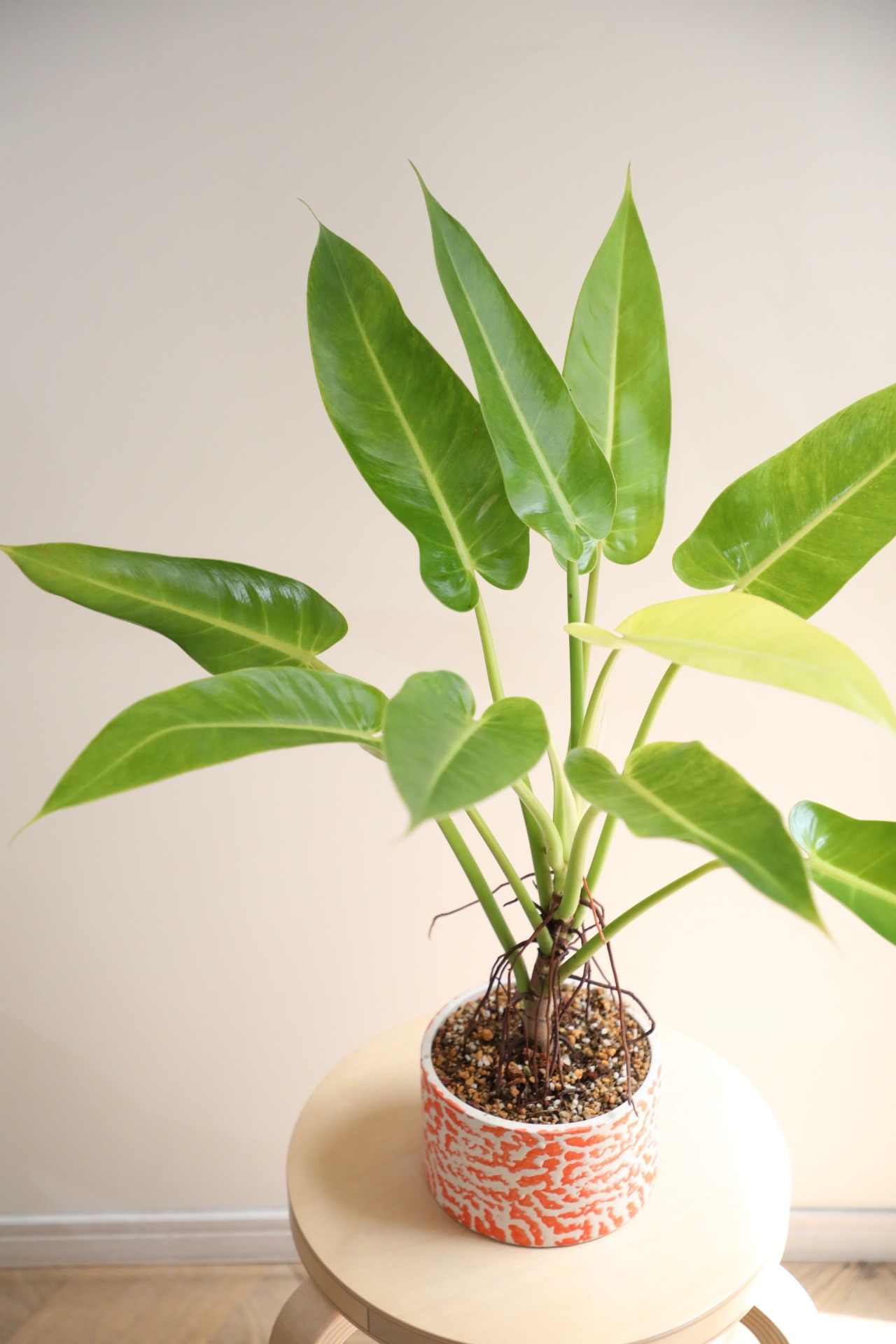 【M】【希少】フィロデンドロン ゴールディアナ/ Philodendron