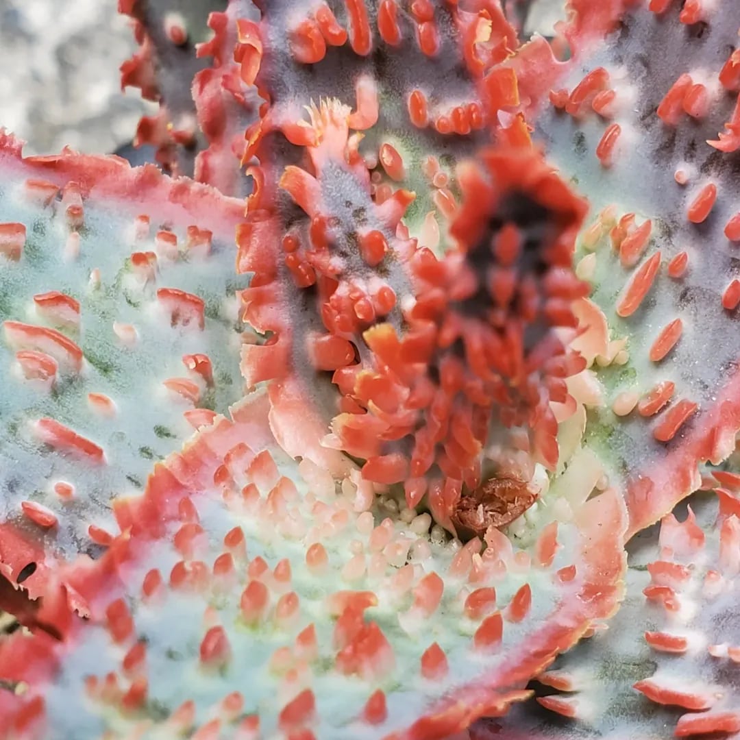 F00385_Aloe Hybrid：アロエ・ハイブリッド（子株） | レアプランツ